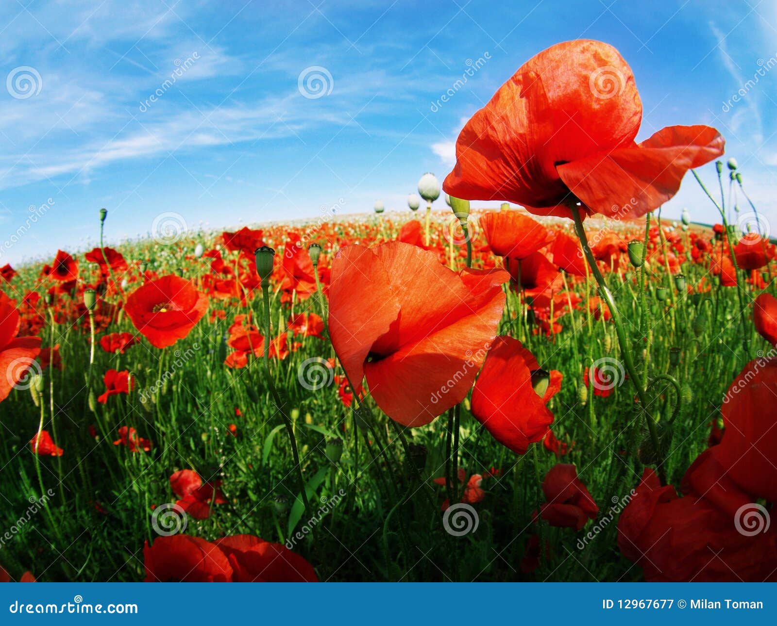 Poppy seed field stock image. Image of concepts, armistice 12967677
