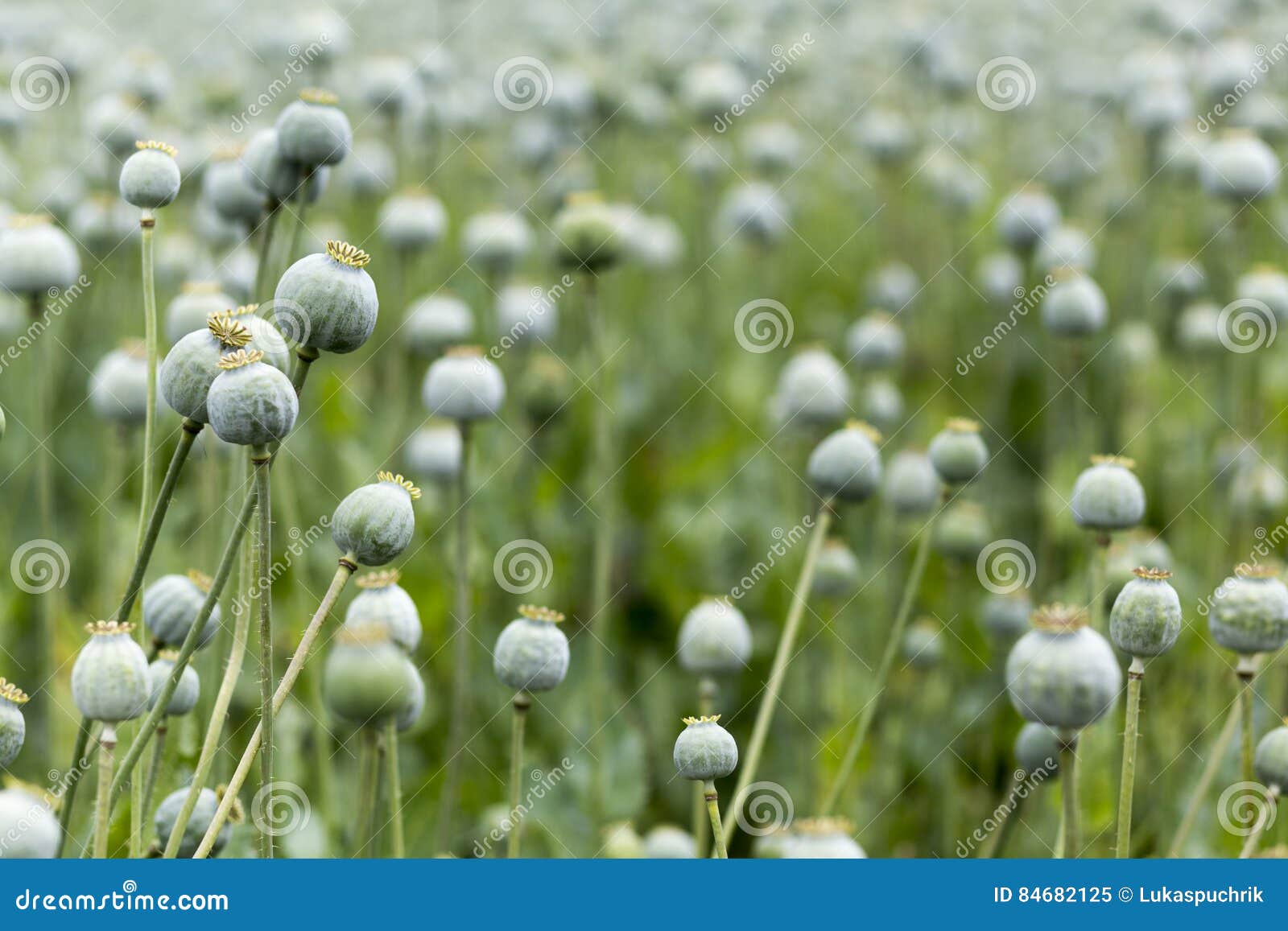 Poppy seed field stock image. Image of seeds, opium, flower 84682125