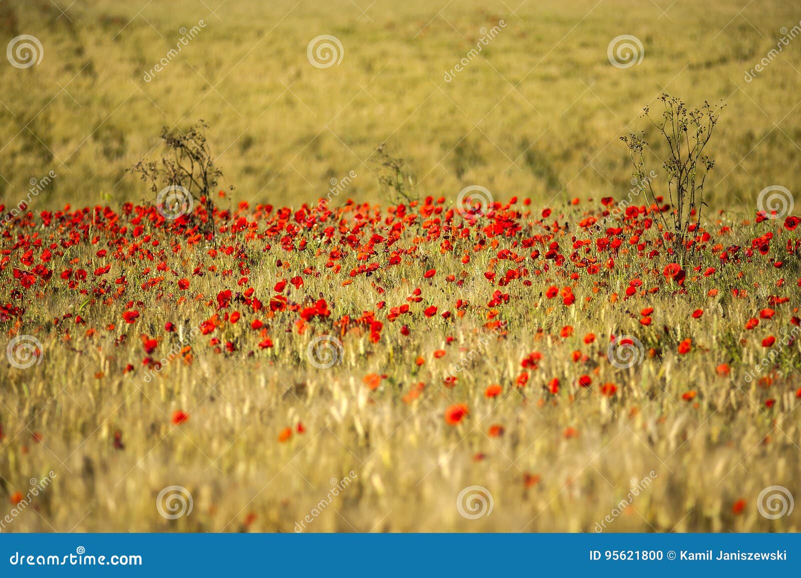 Poppy seed stock photo. Image of meadow, morning, characteristic 95621800
