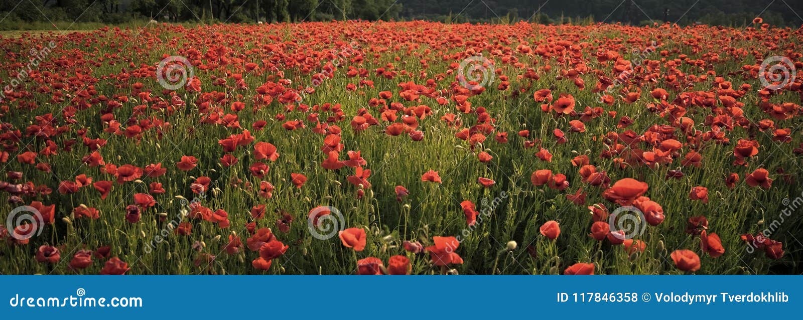 Poppy Flower Field, Harvesting. Stock Photo Image of remembrance