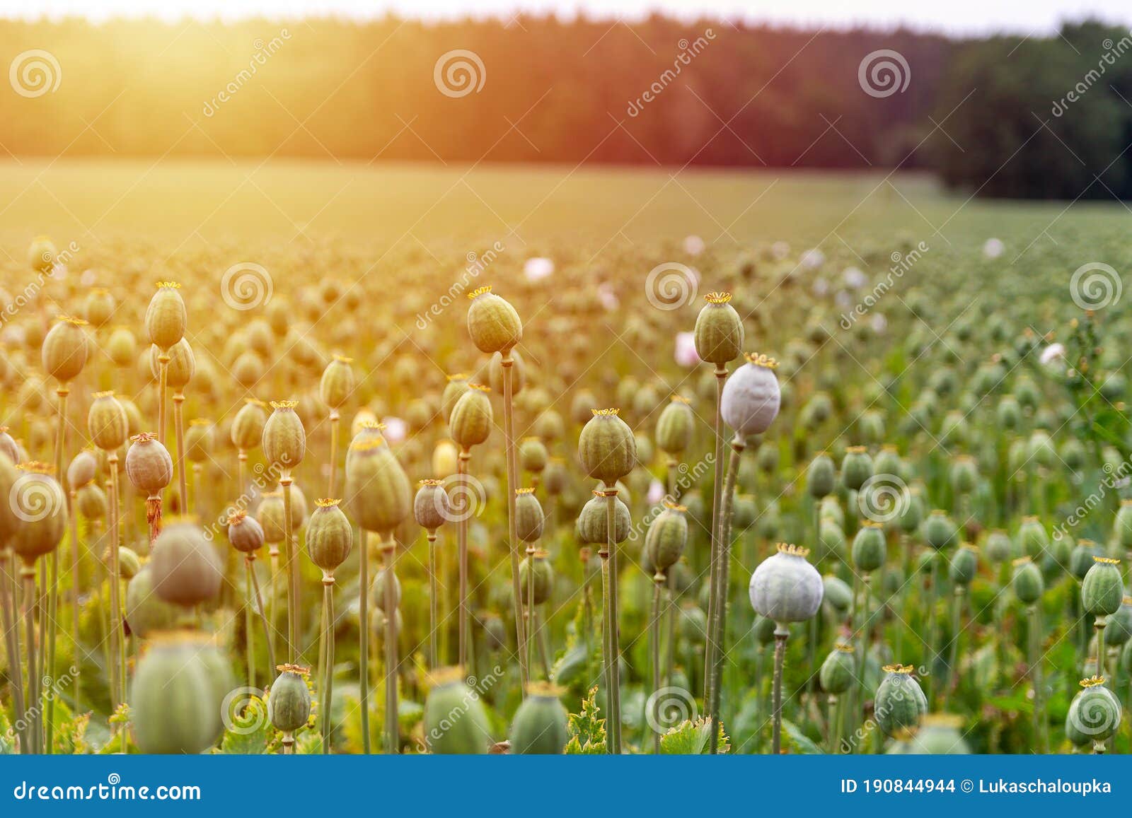 Poppy Seed Flower on Field with Trees with Sun Stock Photo Image of