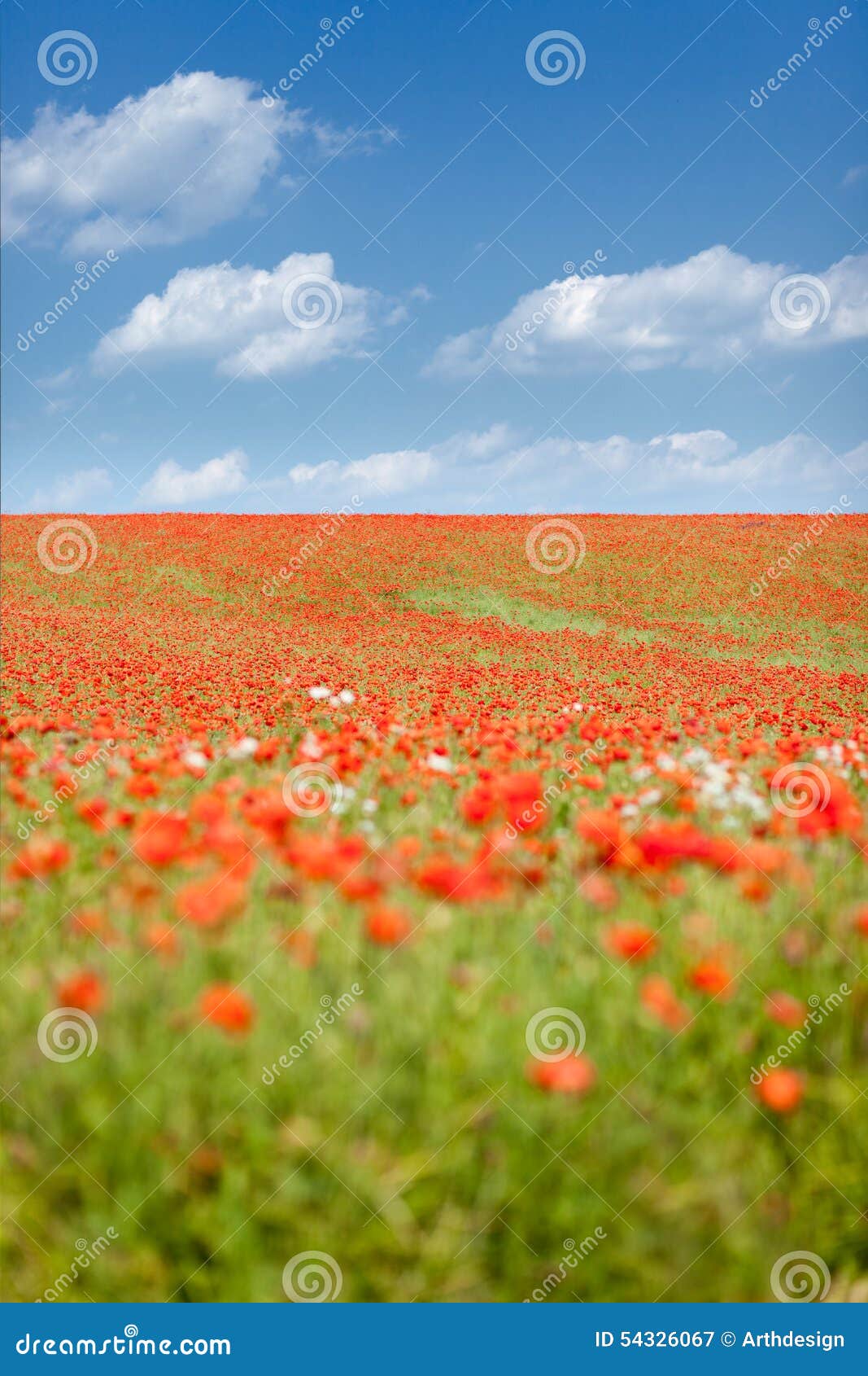 Poppy seed flowering field stock image. Image of flowered 54326067