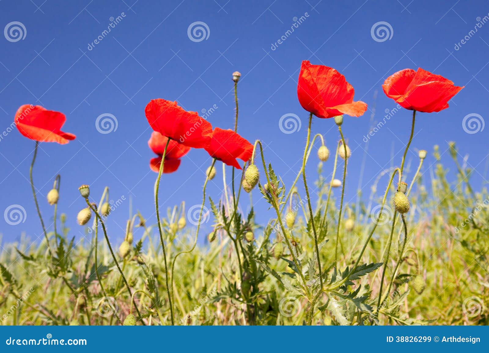 Poppy seed flowering stock image. Image of grassland 38826299