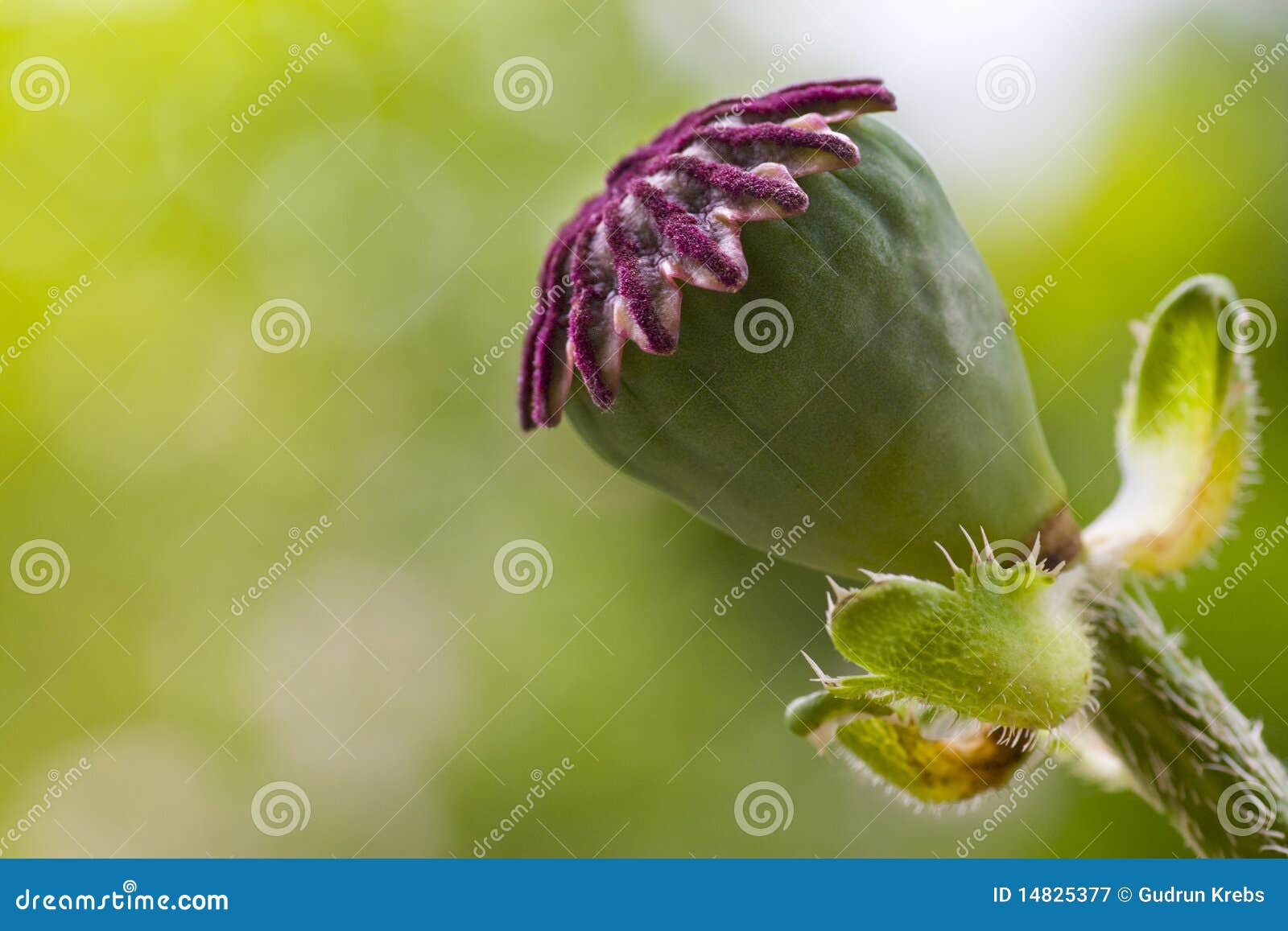 Poppy seed head stock image. Image of growing, nature 14825377