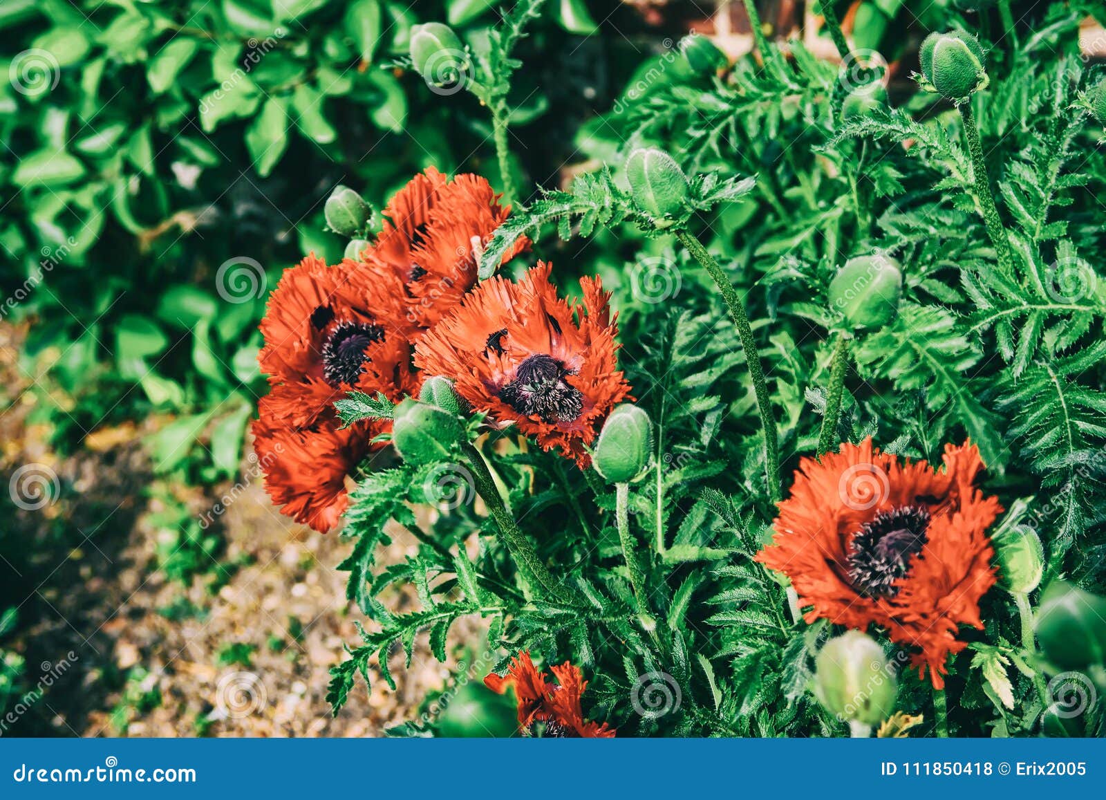 Poppy Seed in Kitchen Garden Spring Stock Photo Image of natural
