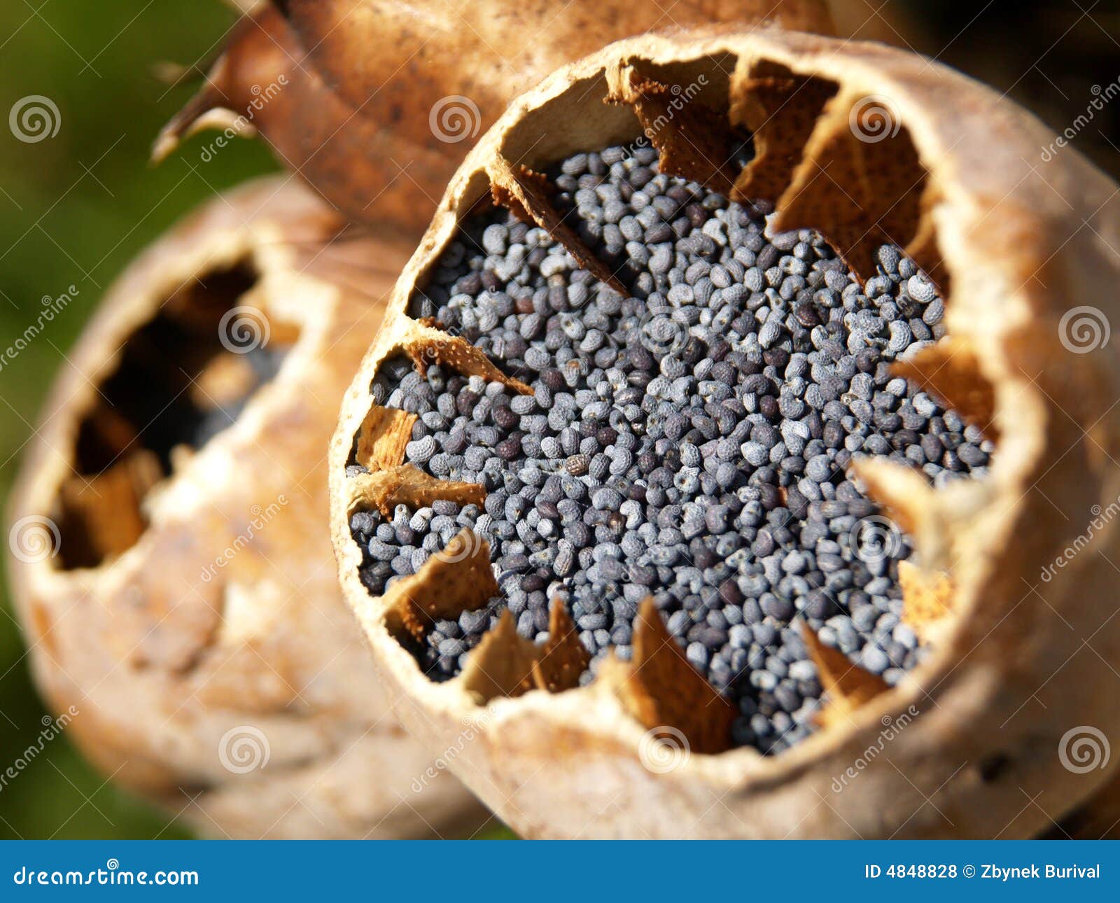 Poppy seeds stock photo. Image of opiate, macro, farm 4848828