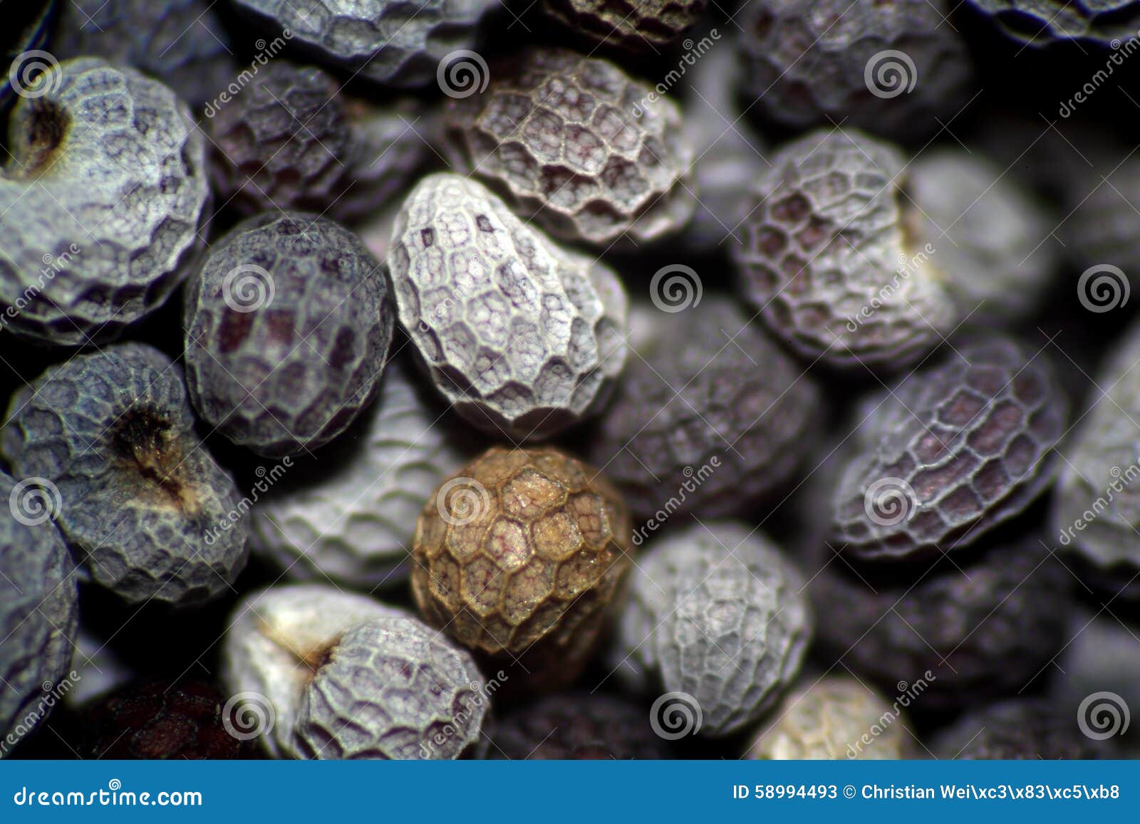 Poppy seeds stock image. Image of cooking, crop, natural 58994493