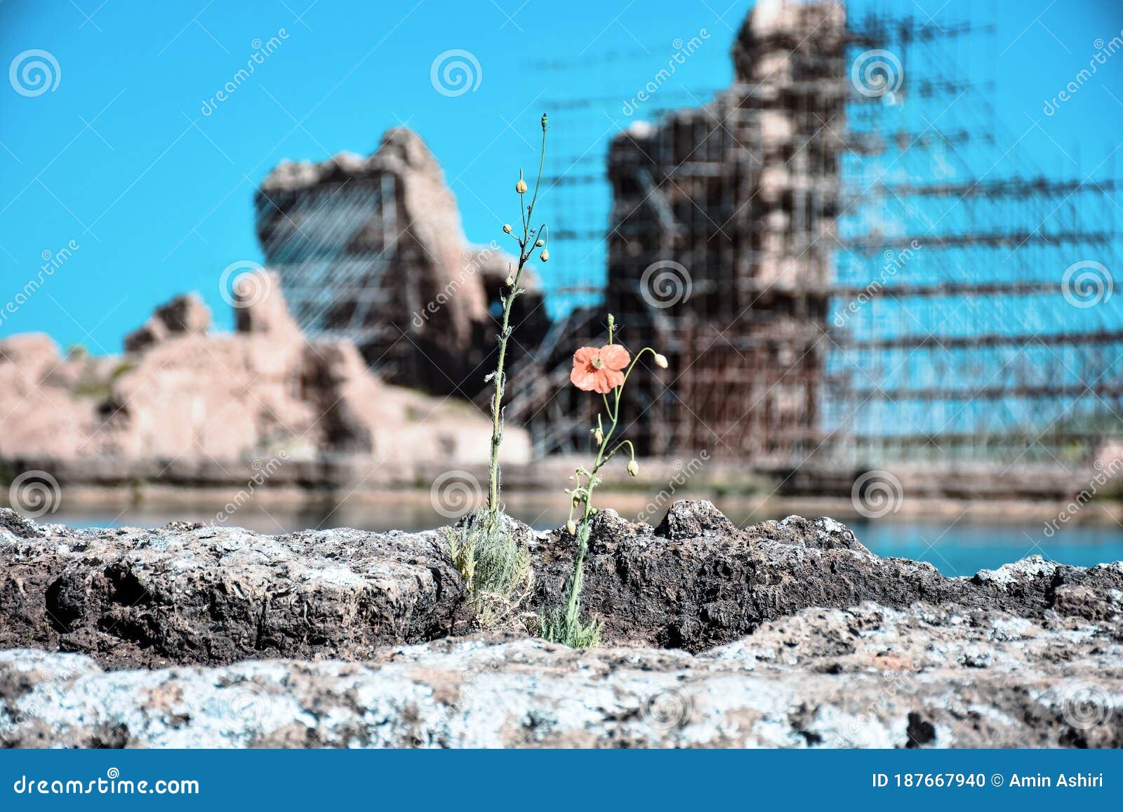 poppy on the shores of the takhte soleyman lake with a great background of takhte soleyman an amazing iranian archaeological site.