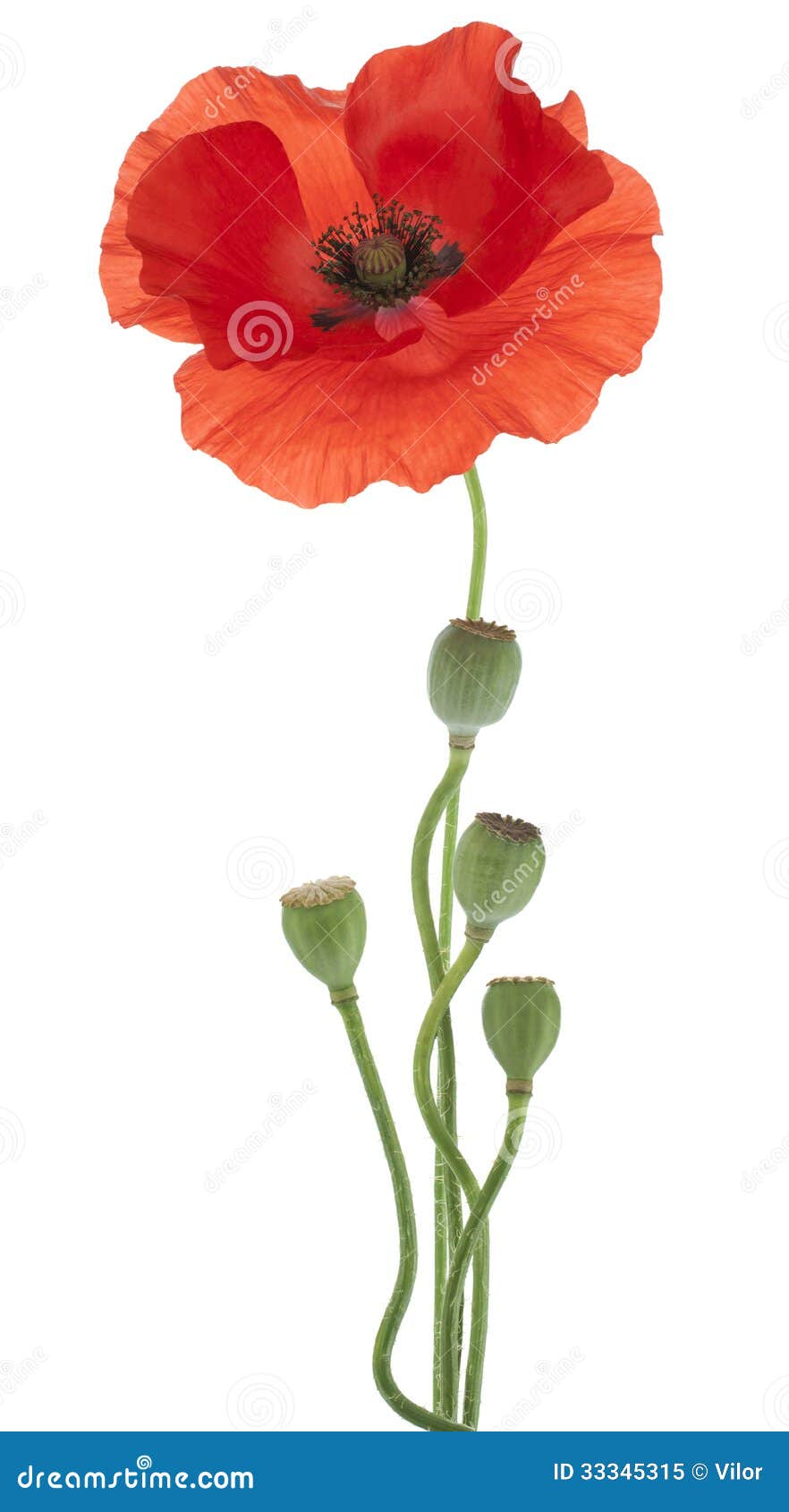 Poppy stock image. Image of head, beauty, orange, petal - 33345315