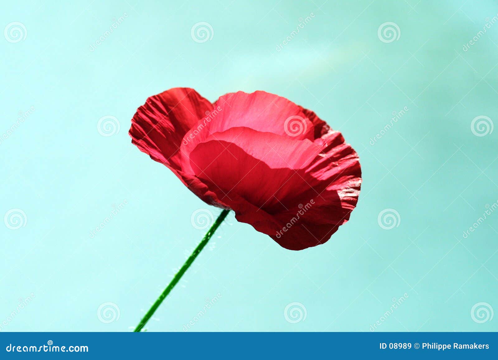 poppy style