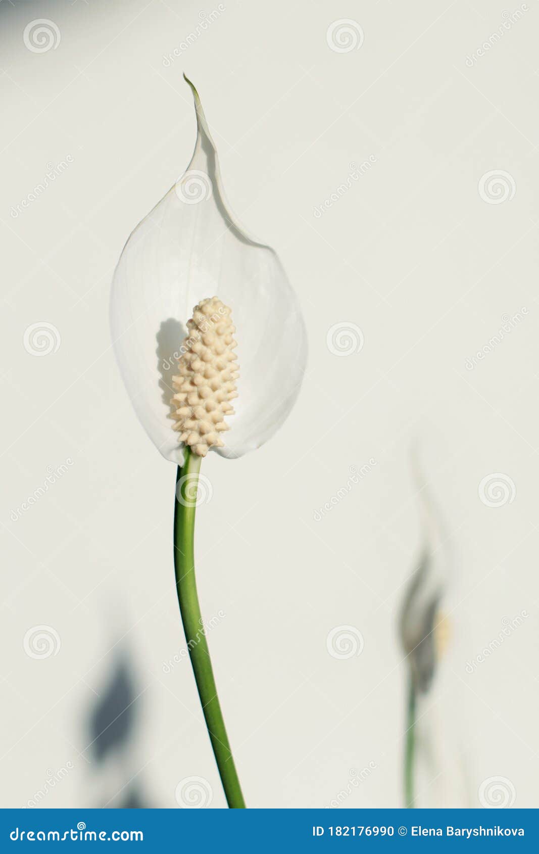 Popular Air Purifying Indoor Plant With White Flowers Spathiphyllum Commonly Known As Spath Or Peace Lily Stock Photo Image Of Lily Houseplant 182176990