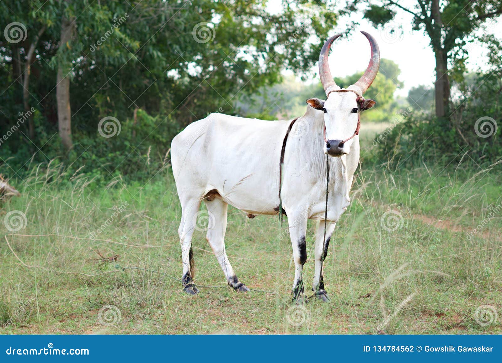Kangayam Bull Stock Photos - Free & Royalty-Free Stock Photos from  Dreamstime