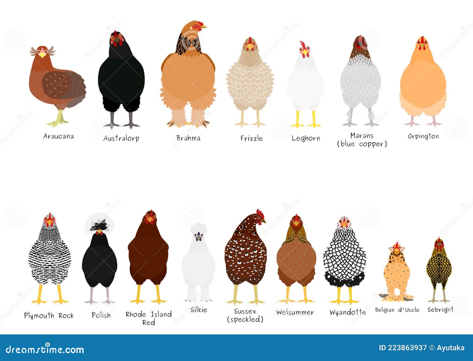 16 Popular Chicken Breeds Bundle Stock Image - Illustration of duccle,  deasign: 223863937