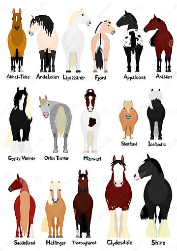 16 Popular Horse Breeds Bundle Stock Image - Illustration of full ...