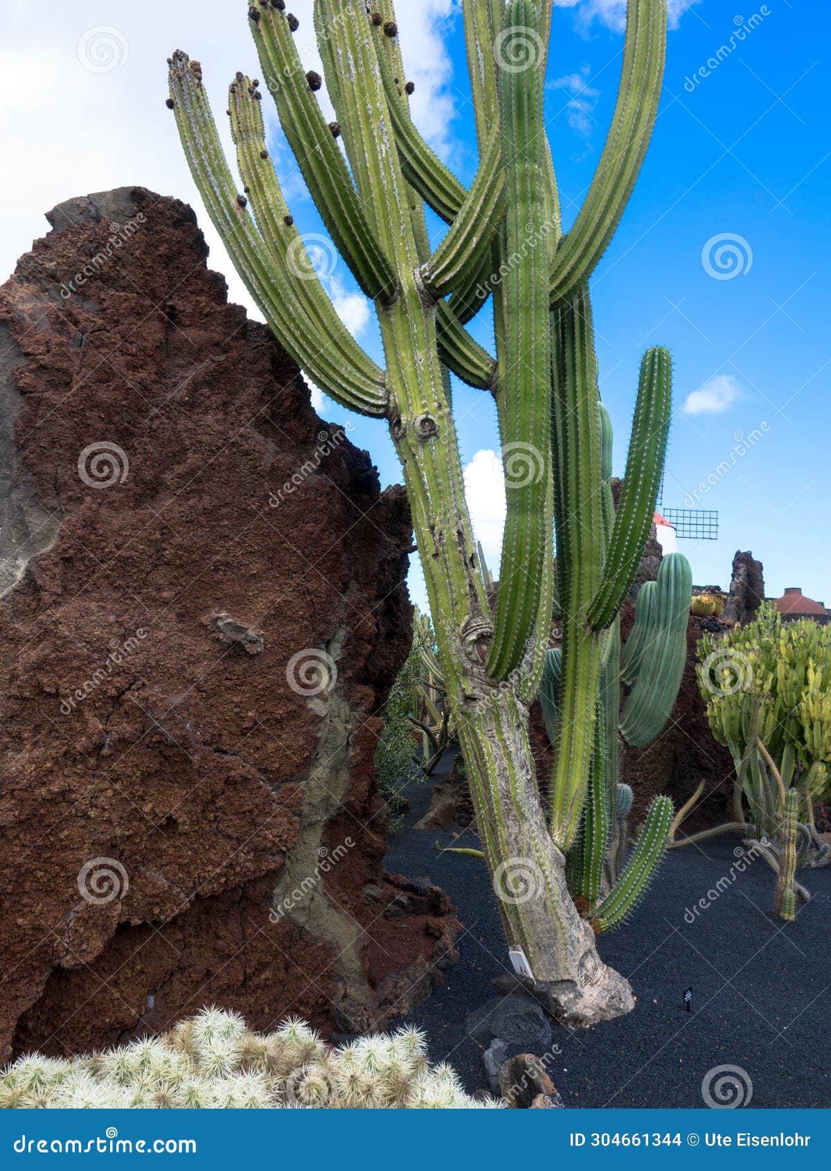 popular jardin de cactus, lanzarote, spain