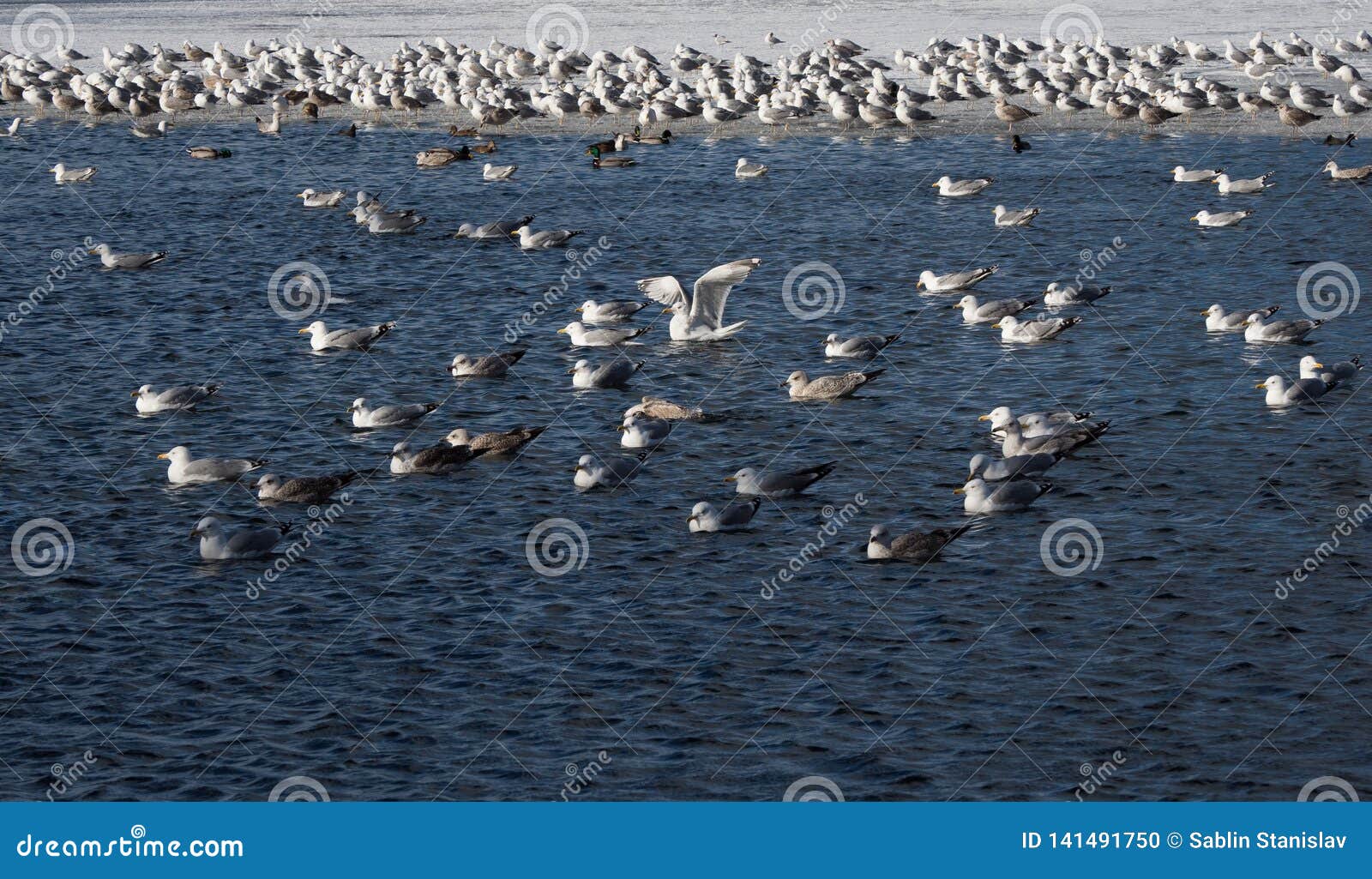 The Population of Cormorants in the Blue Water. Stock Photo Image of