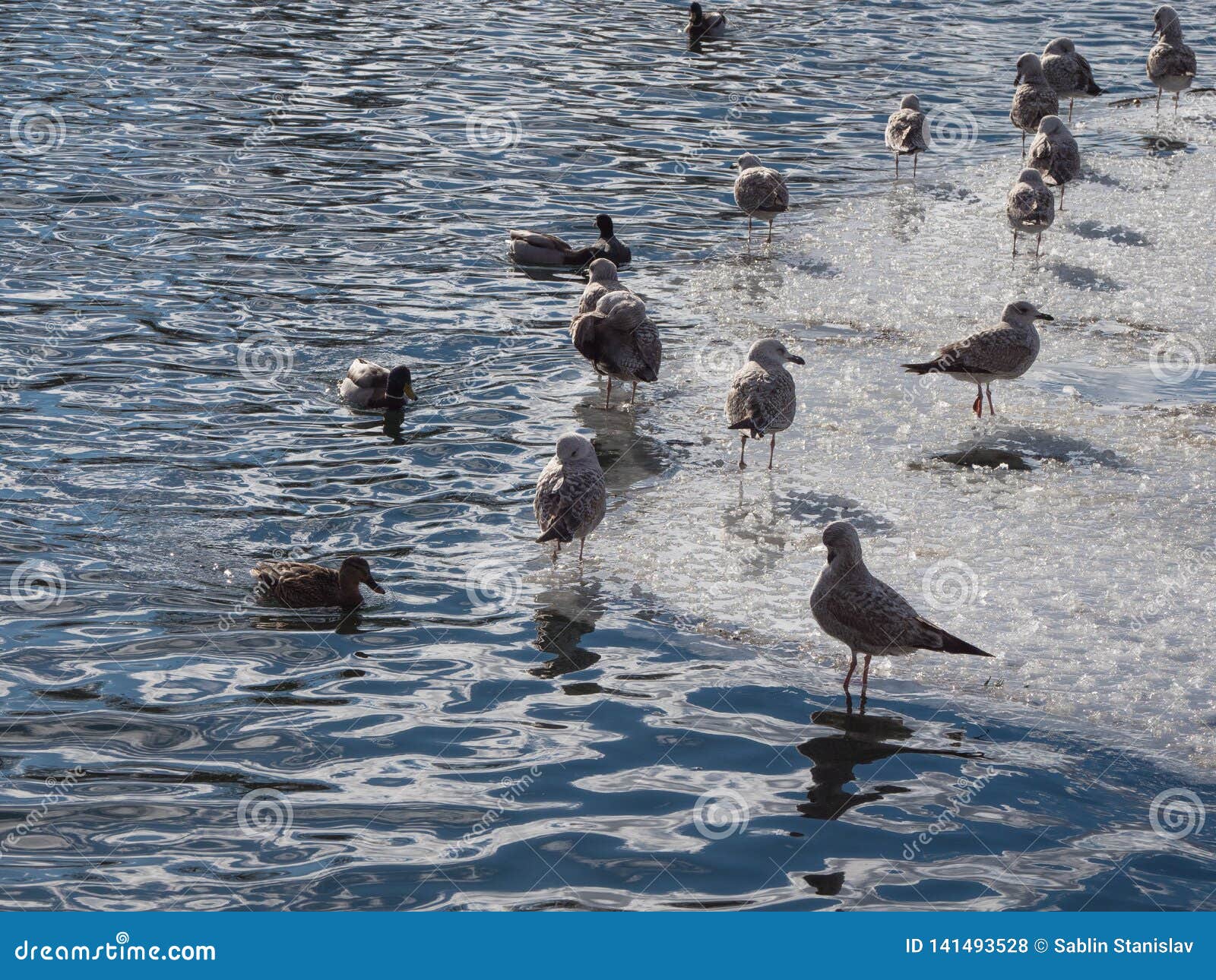 The Population of Cormorants in the Blue Water Stock Photo Image of