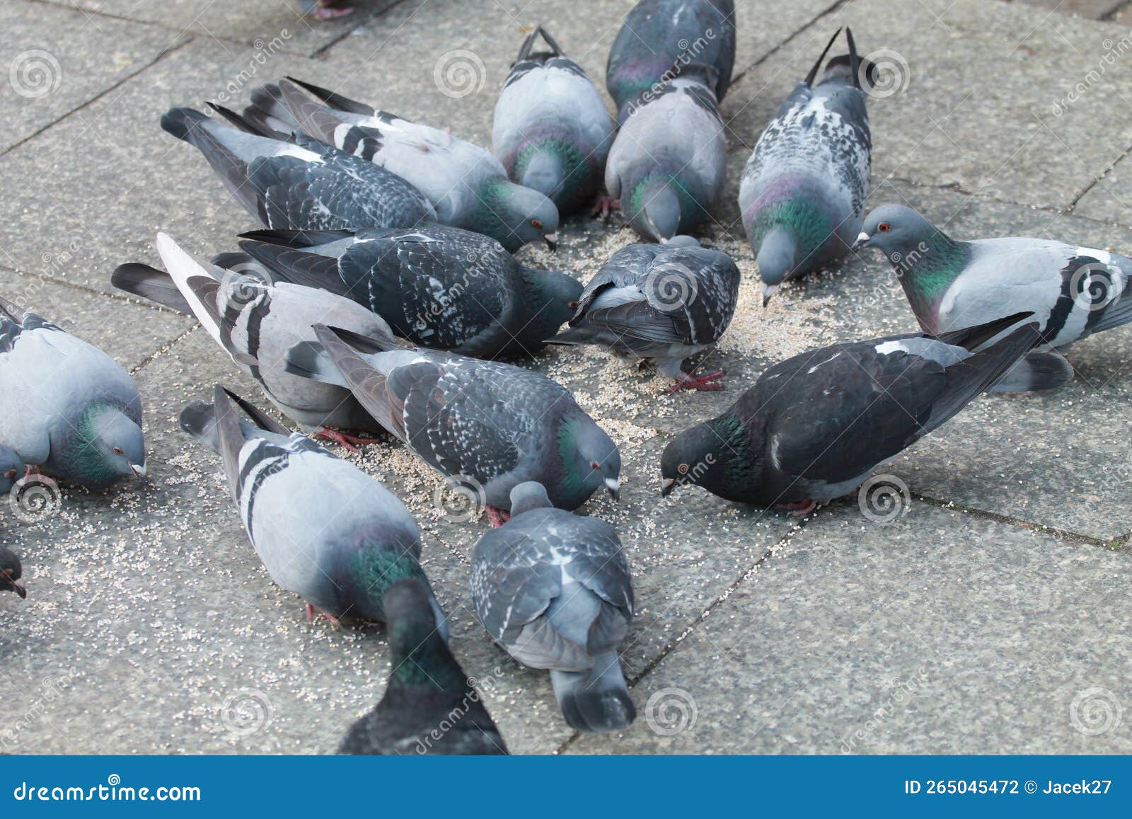 The Population of the Urban Pigeon Stock Photo Biology Diagrams