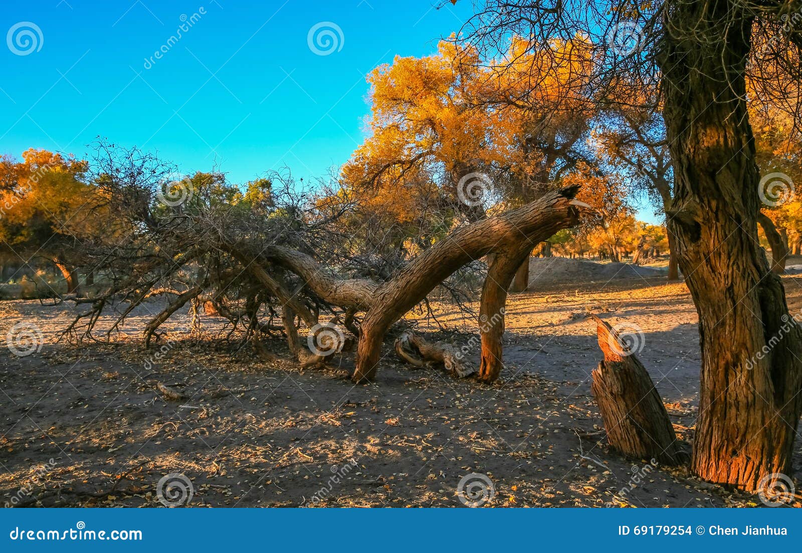populus euphratica