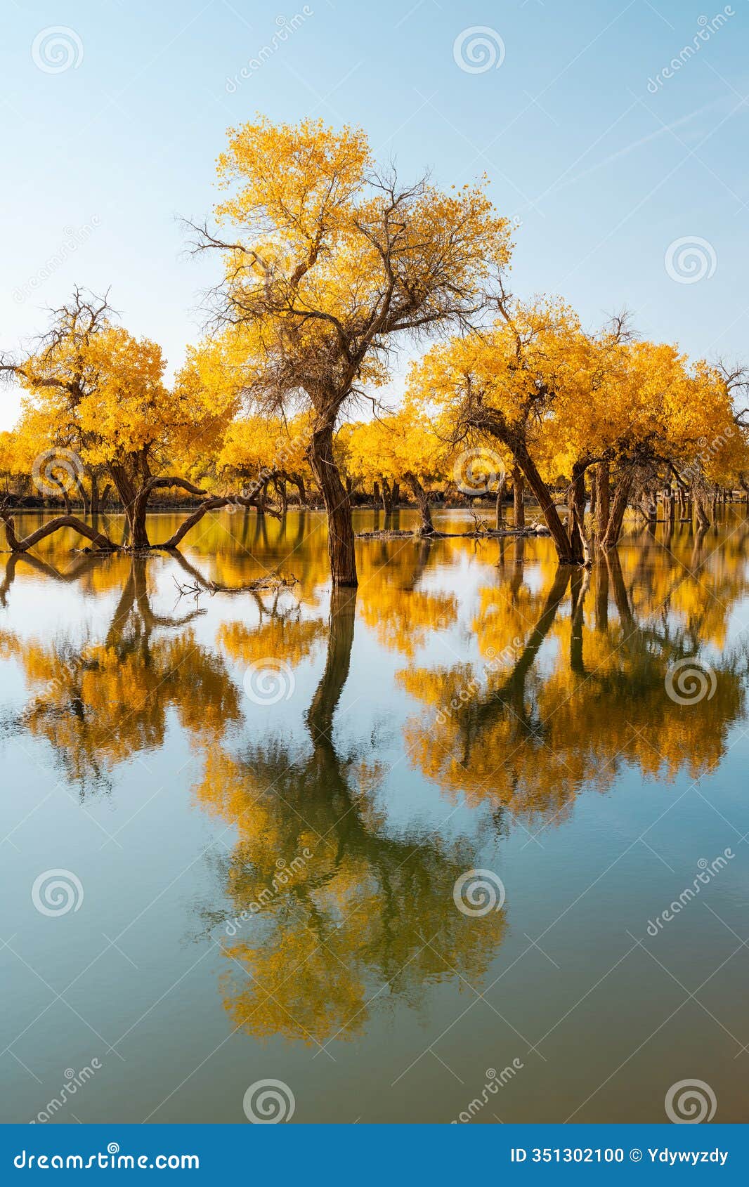 the scenery of the ejina desert poplar forest in inner mongolia, china