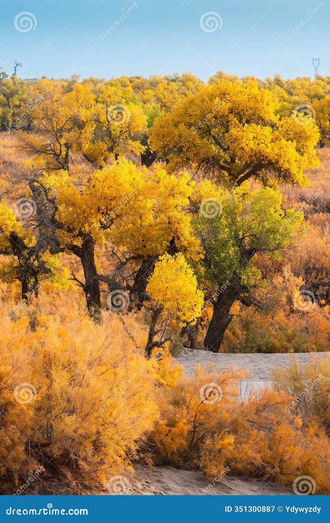 the scenery of the ejina desert poplar forest in inner mongolia, china