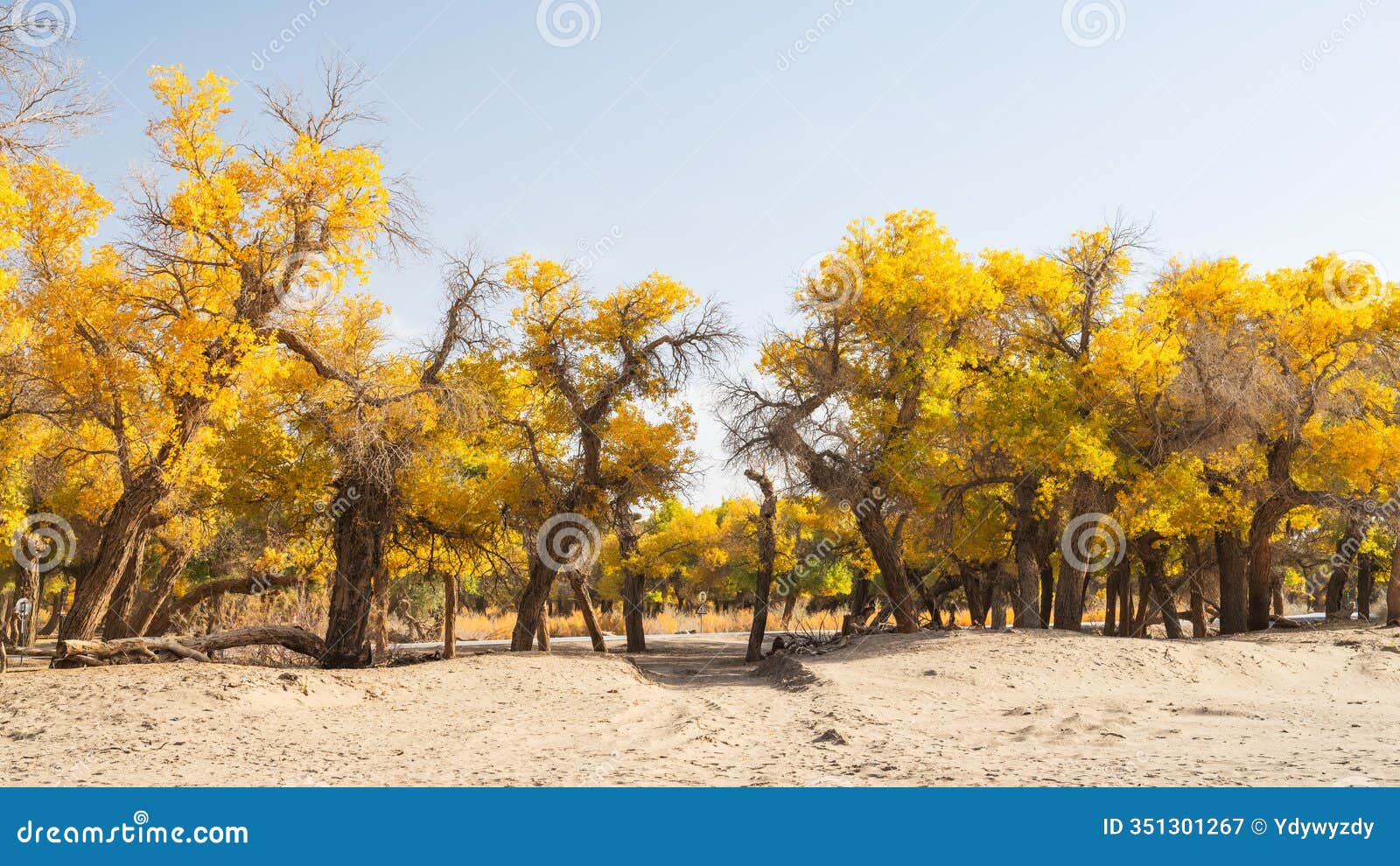 the scenery of the ejina desert poplar forest in inner mongolia, china