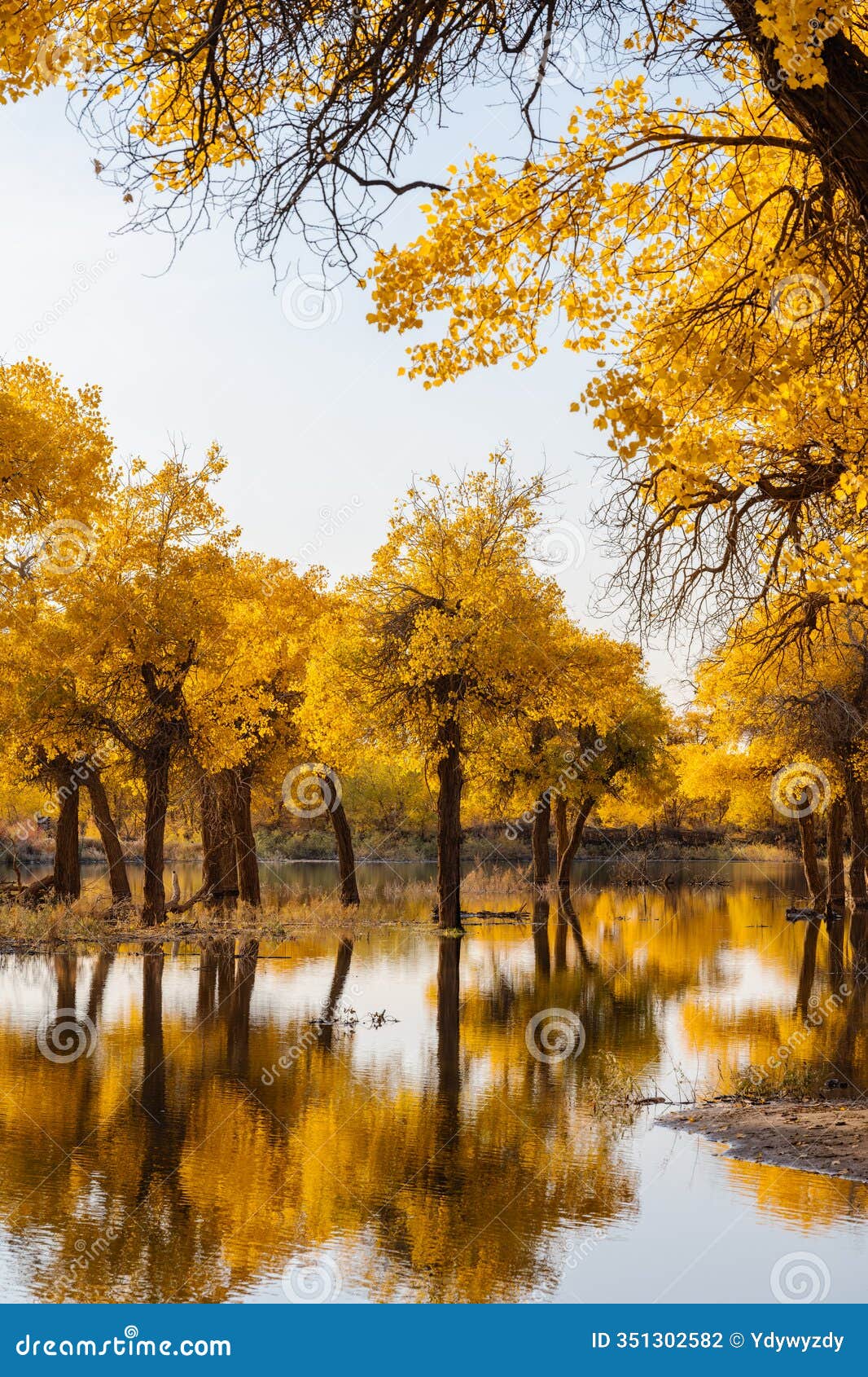 the scenery of the ejina desert poplar forest in inner mongolia, china