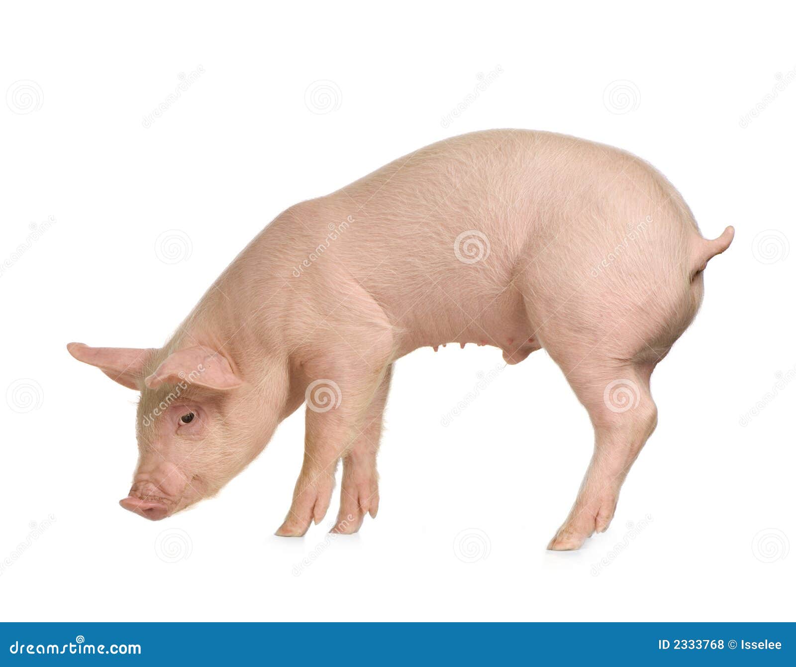 Porc Photo Stock Image Du Rose Reniflement Ferme Petit