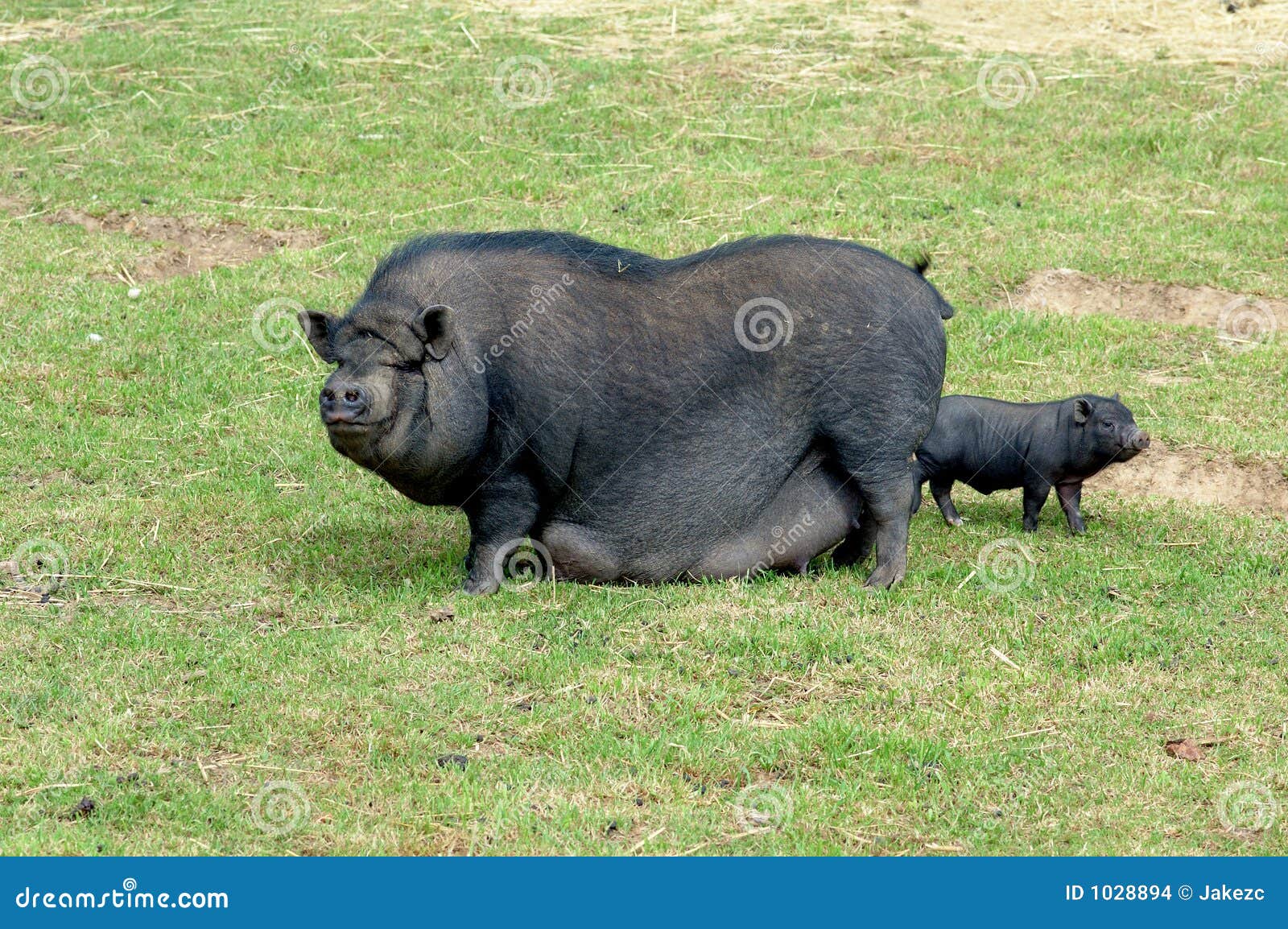 Porc chinois photo stock. Image du horizontal, oreilles 1028894