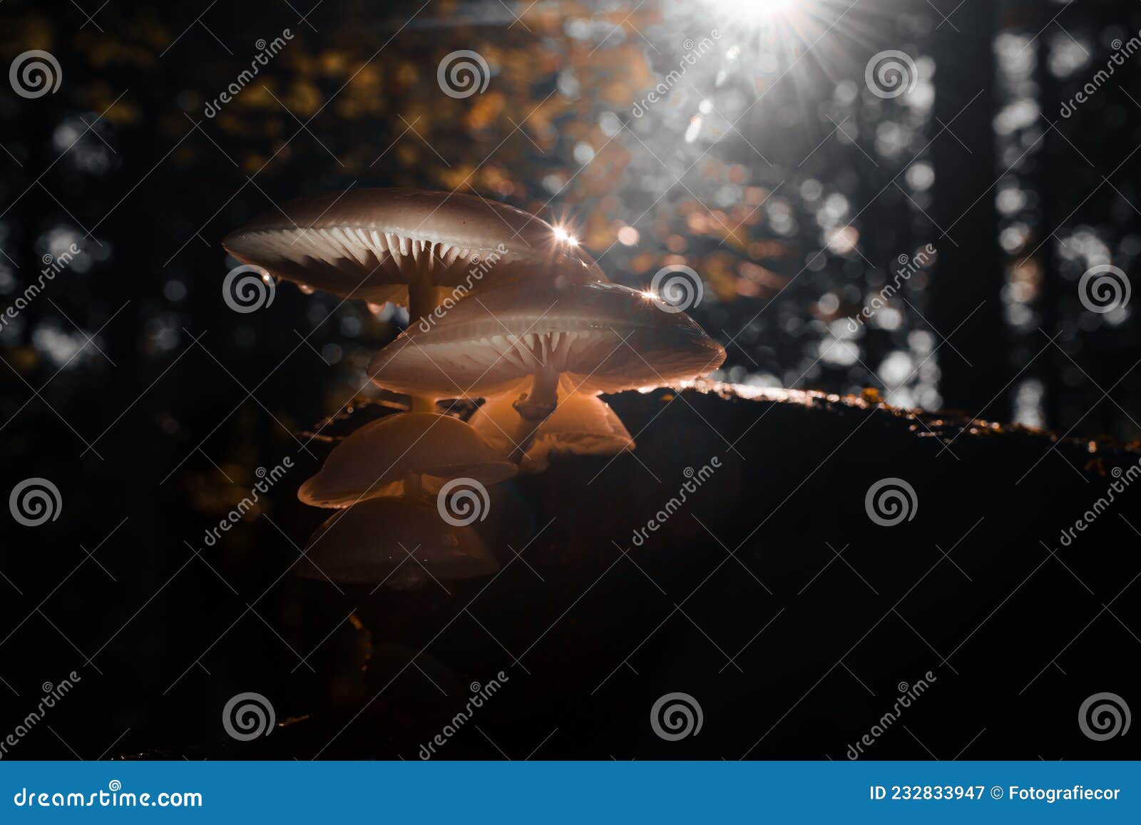 porcelain fungus oudemansiella mucida, on deadwood