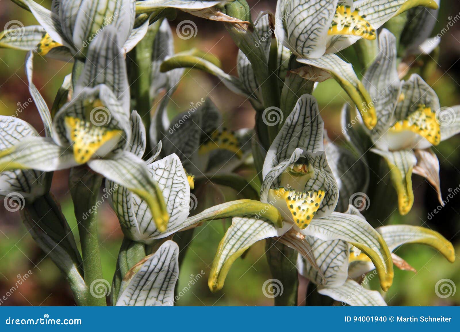 que  suis  - je  categorie  flore  - ajonc  29/12 bravo  Martine   Porcelaine-ou-orchid%C3%A9e-de-mosa%C3%AFque-magellanica-de-chloraea-chili-94001940