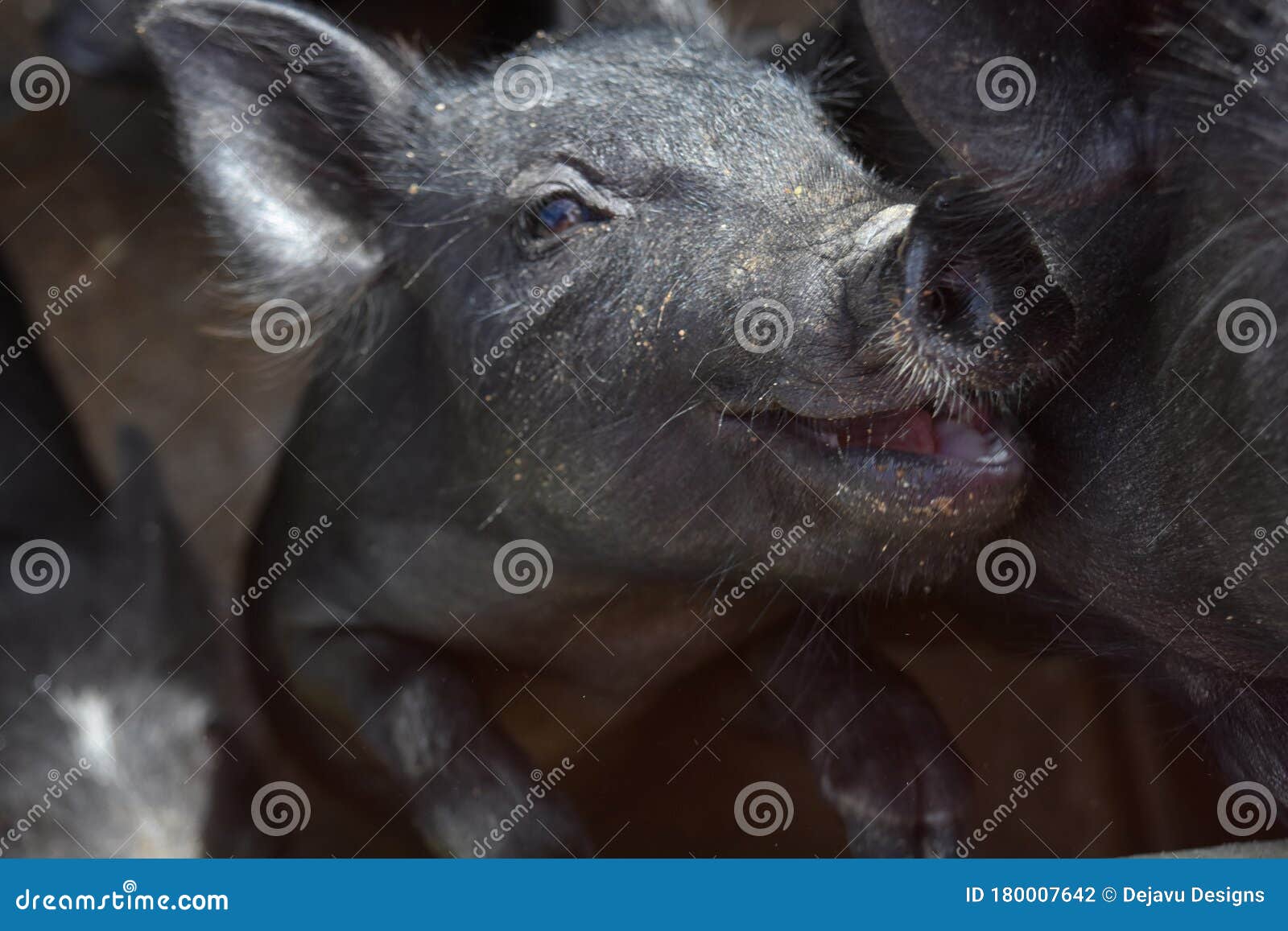 Porcelet Noir De Sourire Tres Mignon Qui Dirait Qu Il Grimace Photo Stock Image Du Balenoptere Truie Porcelet Noir De Sourire Tres Mignon Qui Dirait Qu Il Grimace Photo Stock Image Du Balenoptere Truie