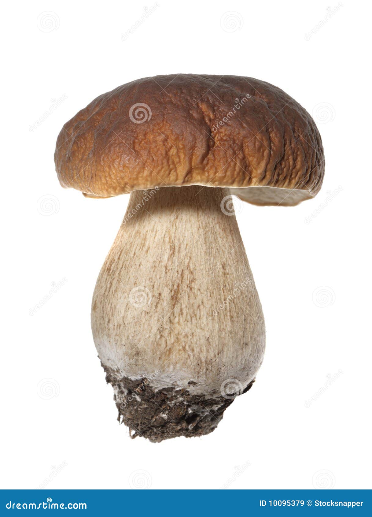 Porcini stock image. Image of edulis, cutout, food, basidiomycete 10095379