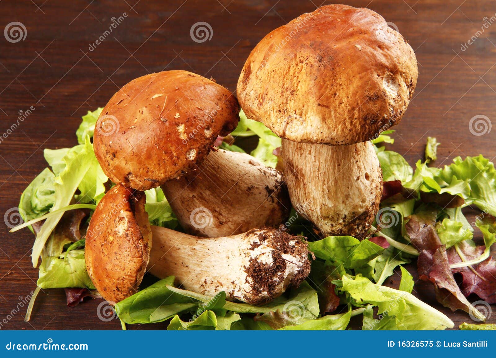 Porcini stock image. Image of autumn, meal, boletus, detail 16326575