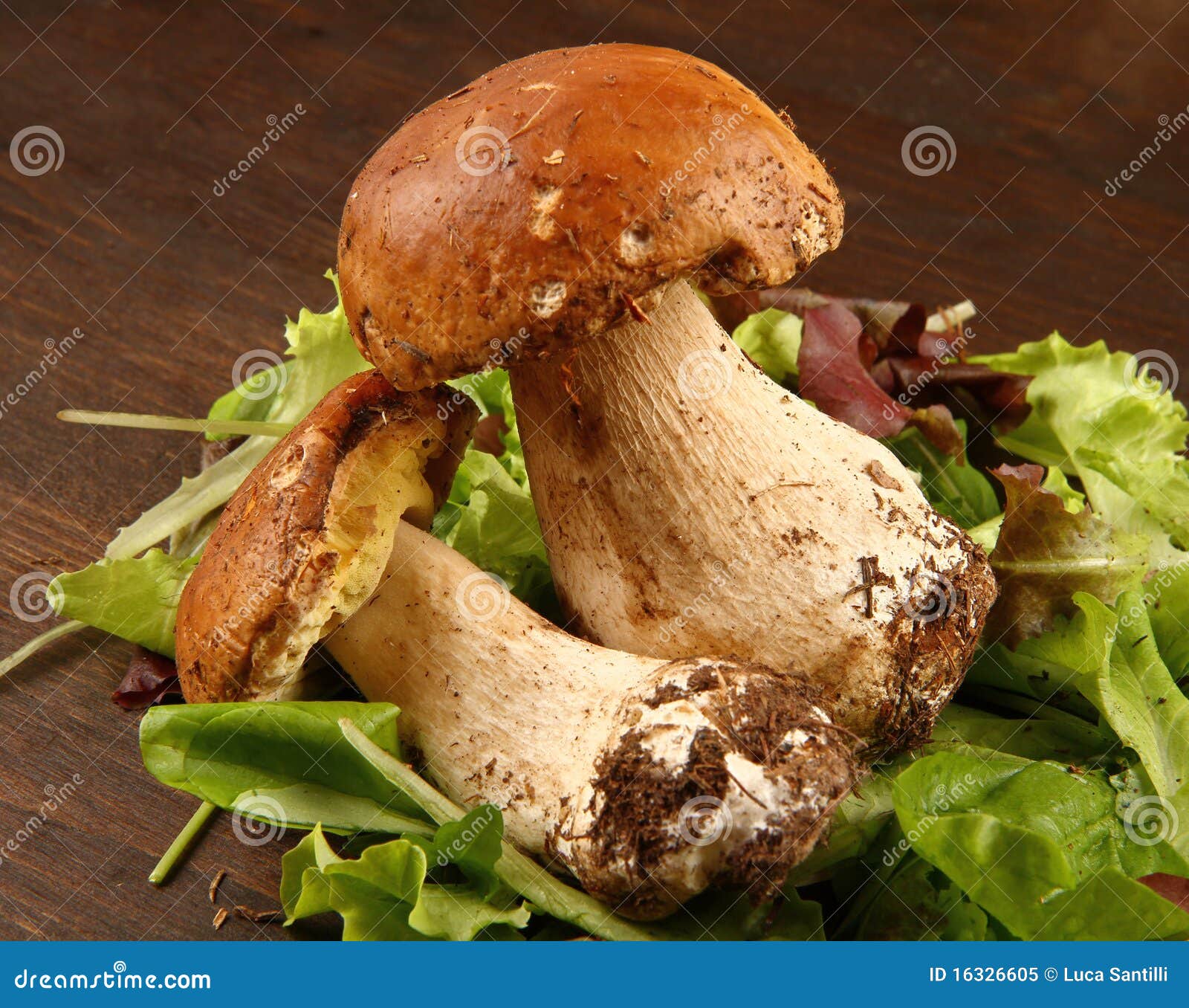Porcini stock image. Image of delicacy, mushroom, porcini 16326605