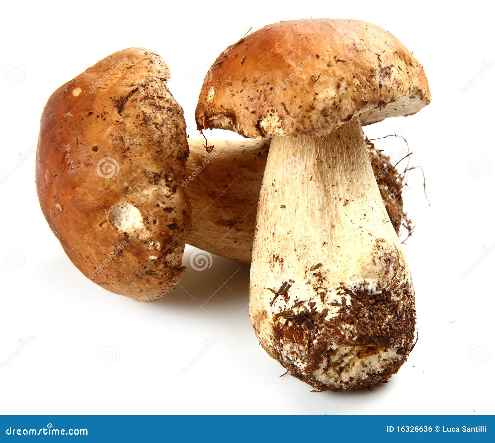 Porcini stock foto. Image of delicatesse, seizoengebonden 16326636