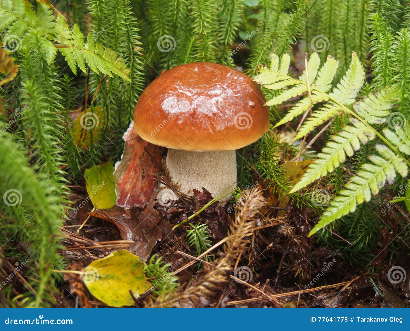 Porcini foto de stock. Imagem de folha, marrom, delicioso 77641778