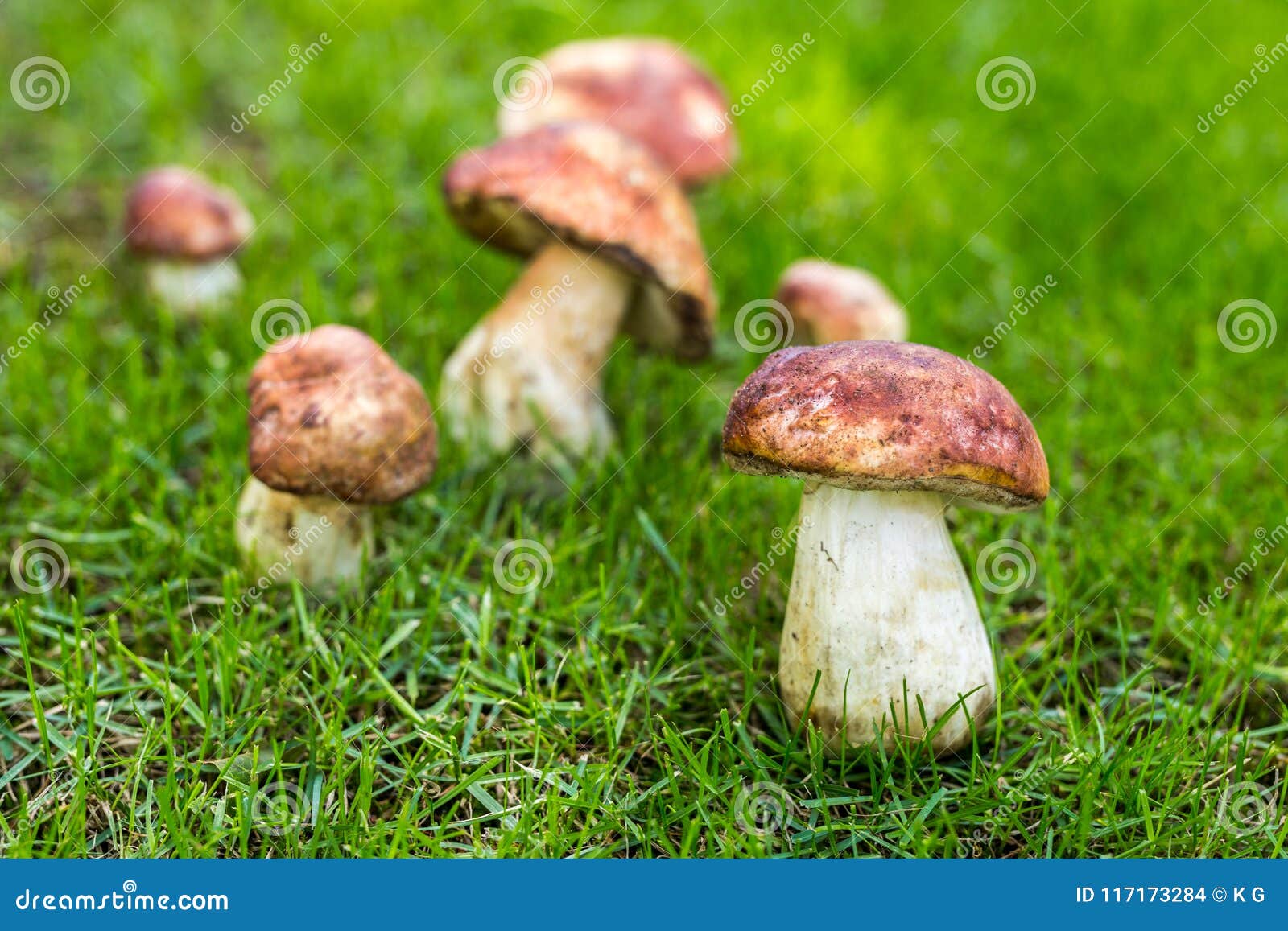 Porcini Del Primer Que Crece En Hongos Del Cep Del Bosque En El Claro