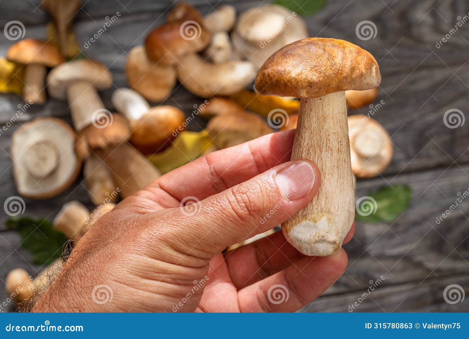 porcini in male hand close up and fresh harvest of porcini mushrooms on table at the background