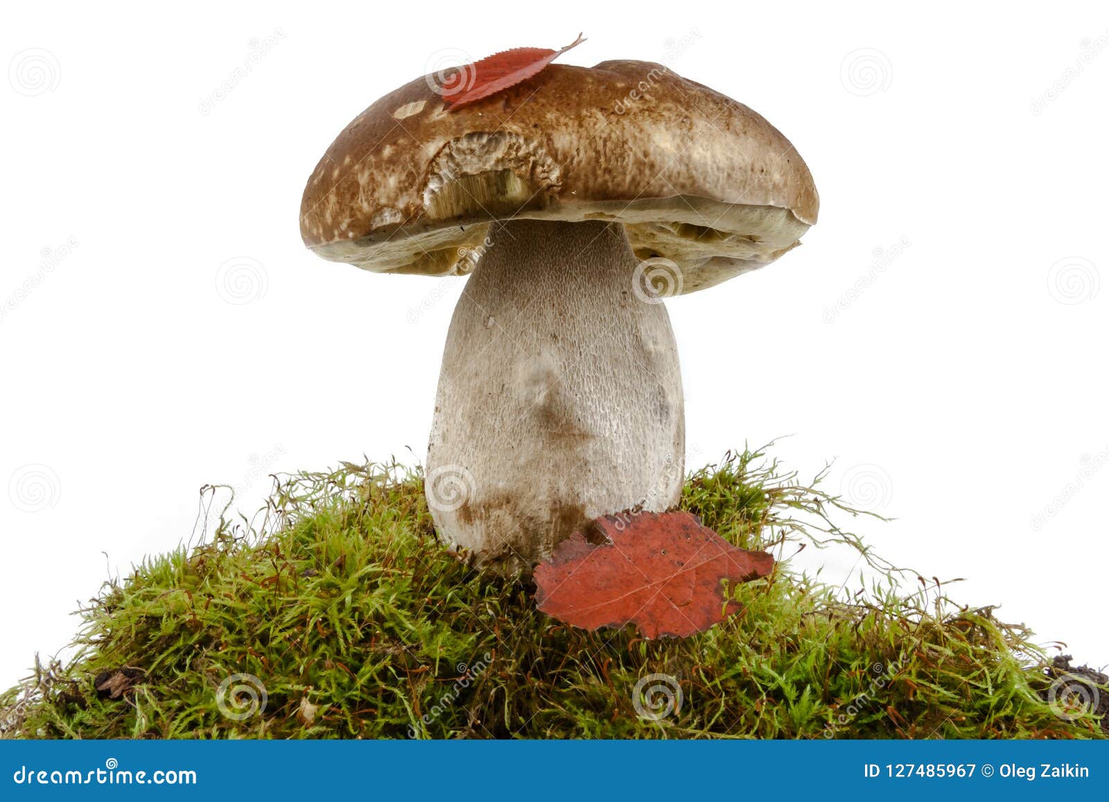Porcini In A Moss On A White Background, Isolate Stock Image Image of