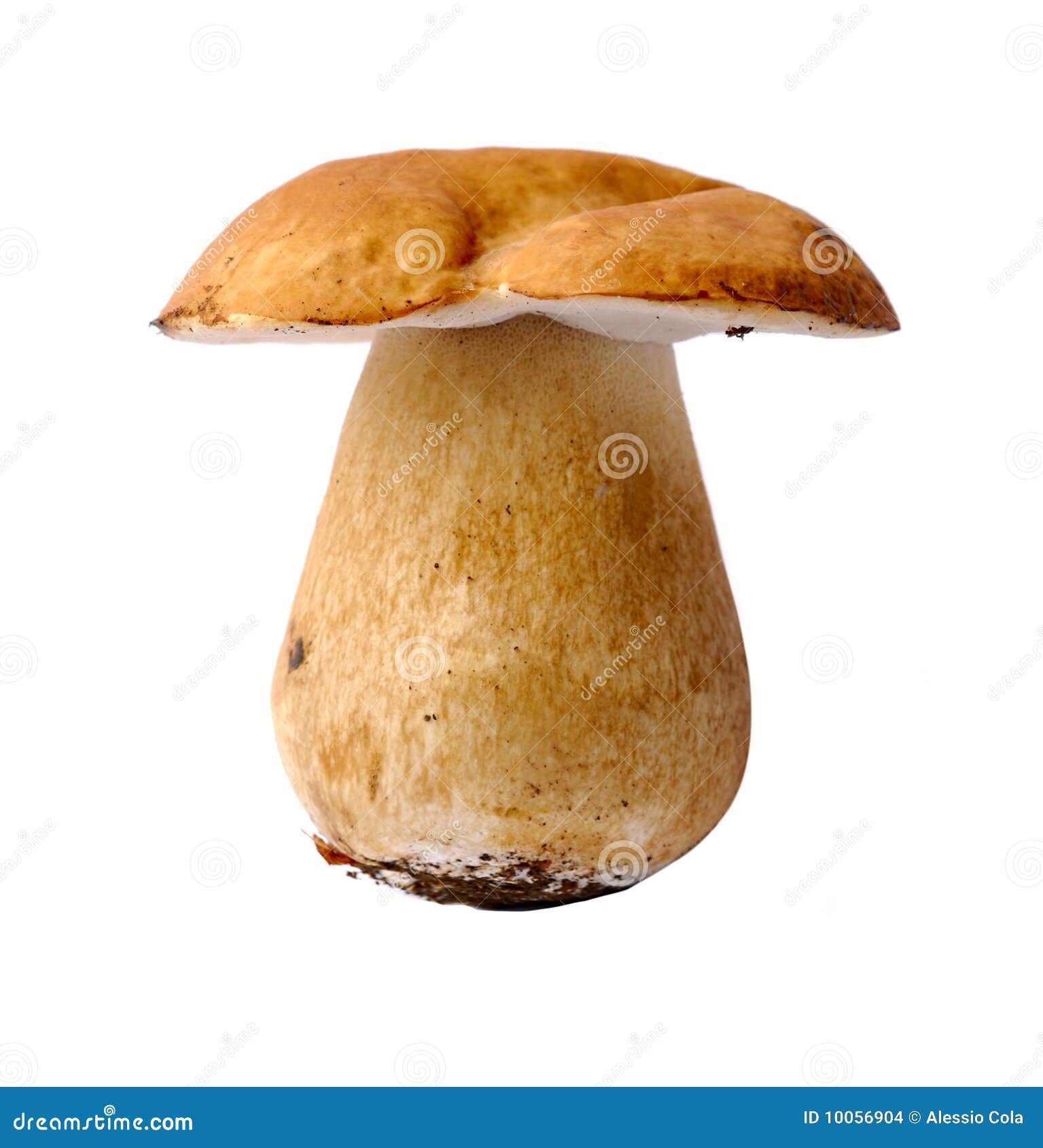 Porcini Mushroom stock photo. Image of feinkost, background 10056904