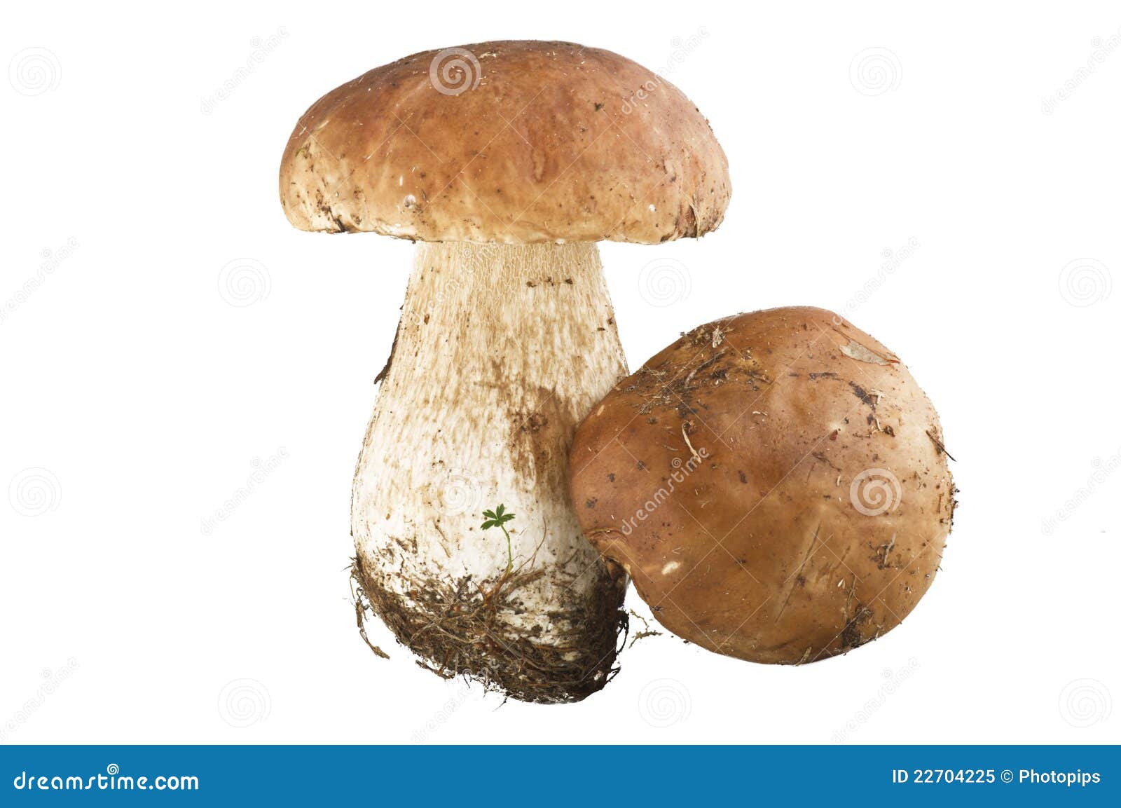 Porcini mushroom stock image. Image of spore, toadstool 22704225