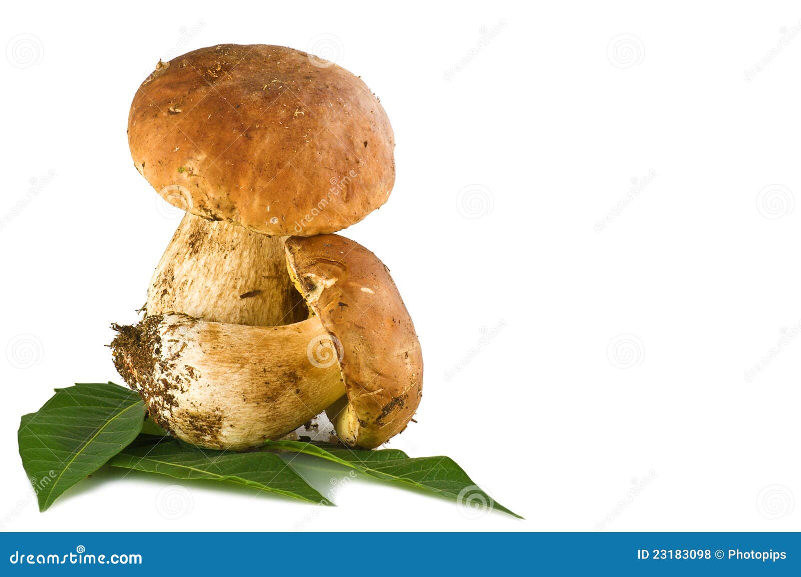 Porcini mushroom stock photo. Image of body, fruiting 23183098