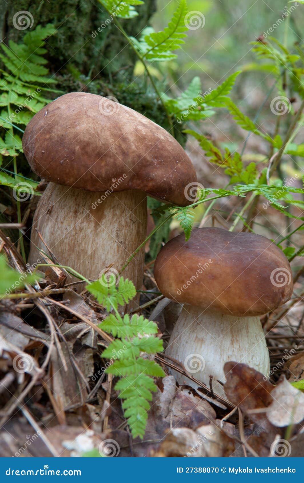 Porcini Mushroom stock photo. Image of penny, freshness 27388070