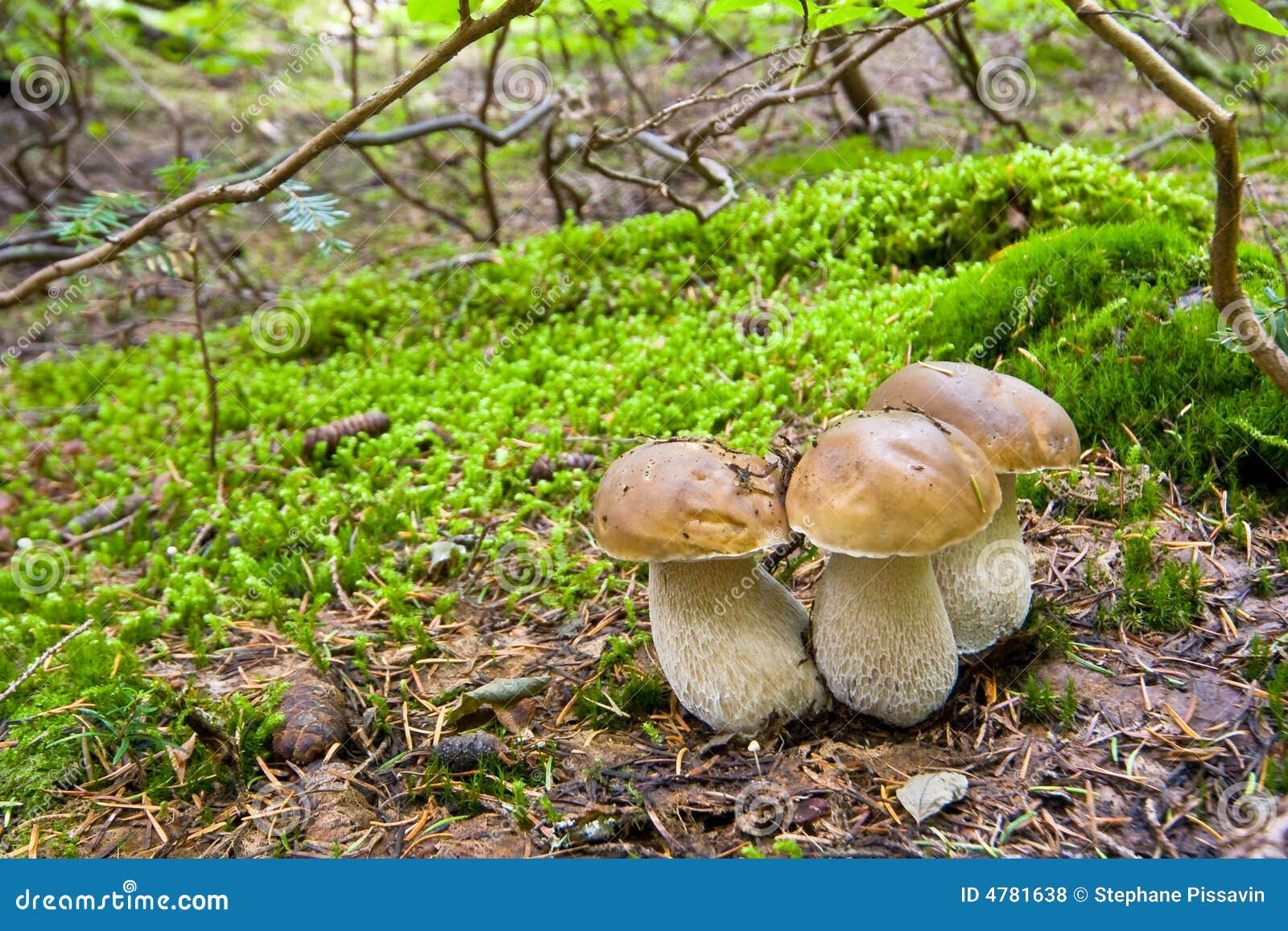 30 Best Growing Porcini Mushrooms Best Recipes Ideas and Collections