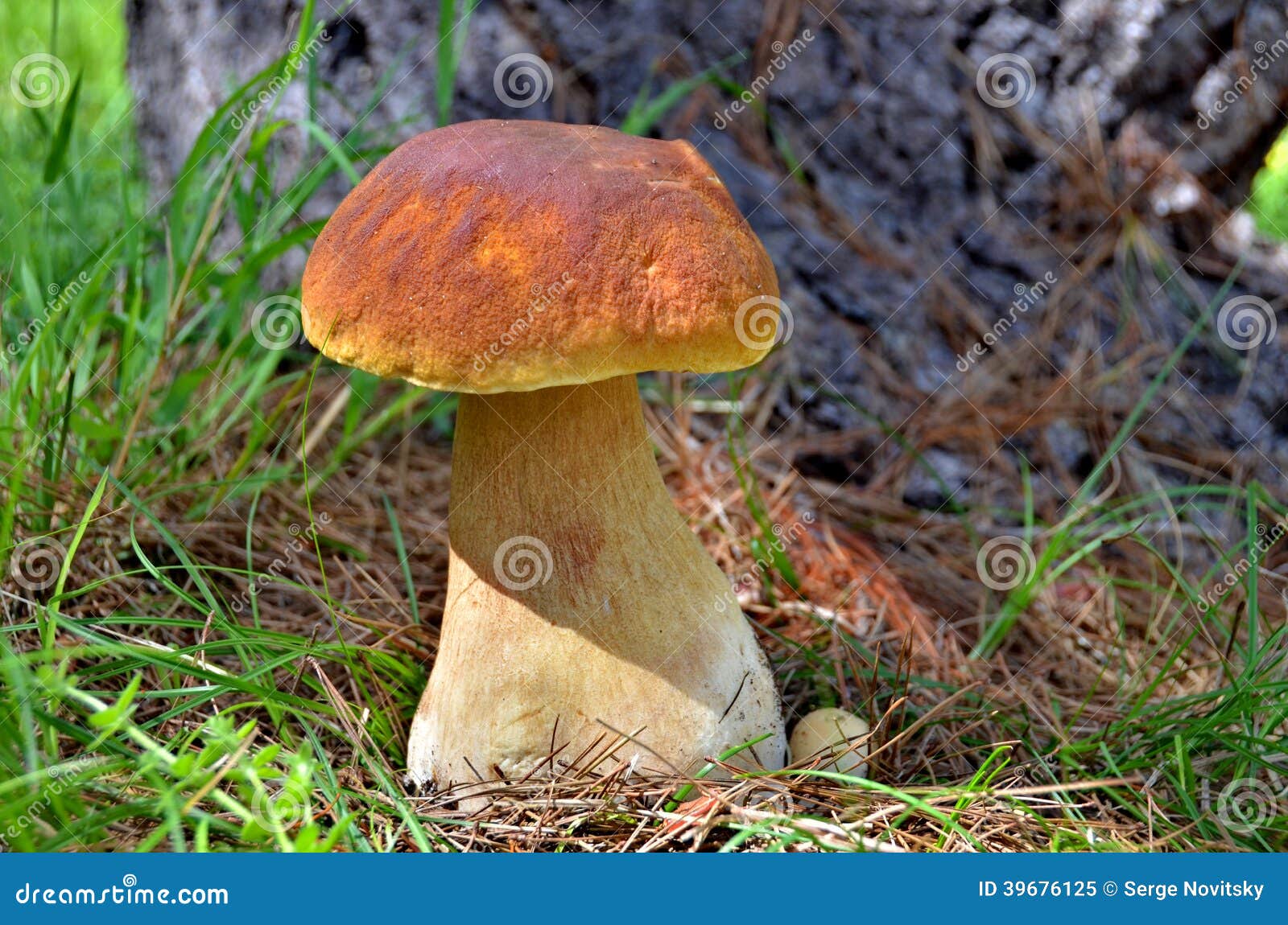 6,702 Beautiful Porcini Stock Photos Free & RoyaltyFree Stock Photos