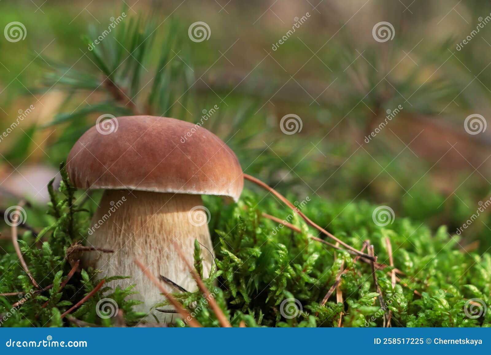 Porcini Mushroom Growing in Forest. Space for Text Stock Image Image