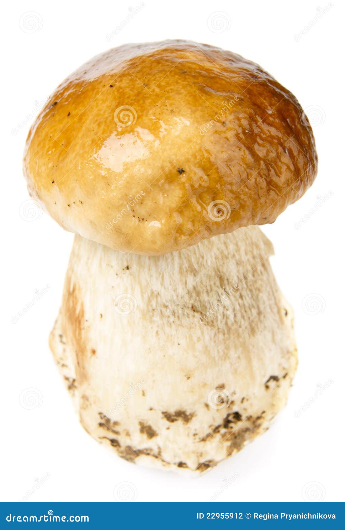 Porcini Mushroom Isolated On White Stock Photo Image of porcini