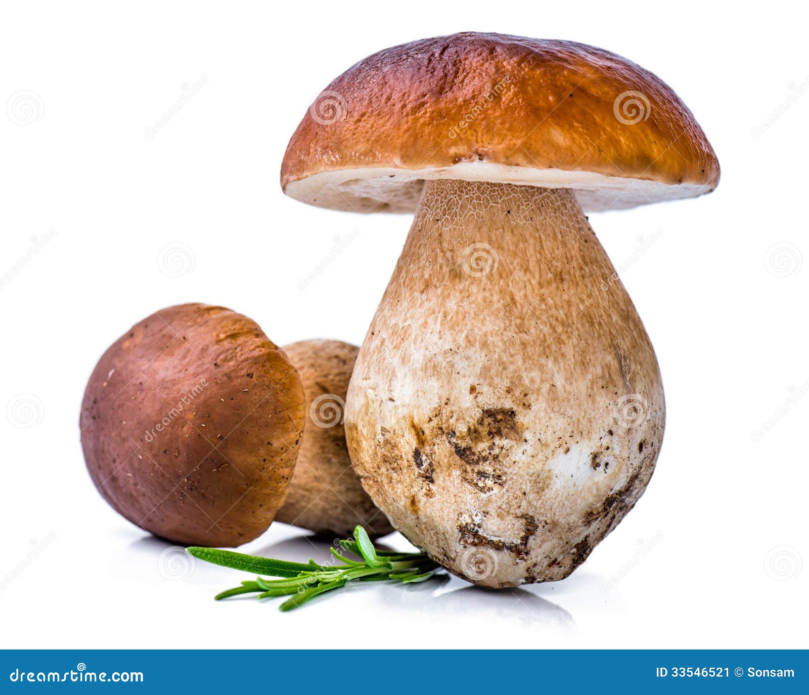 porcini mushroom with rosemary