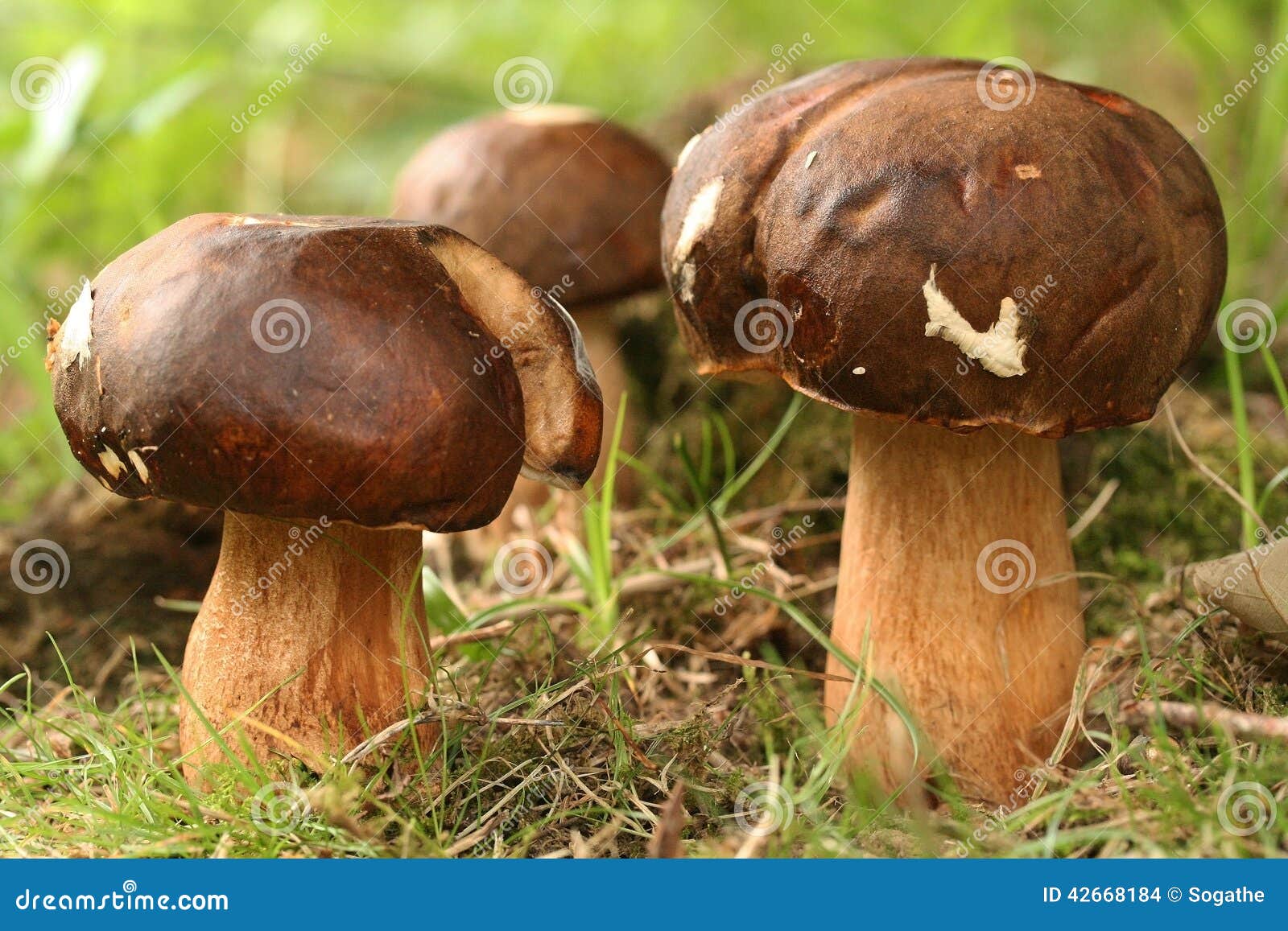 Porcini stock photo. Image of health, mushrooms, country 42668184
